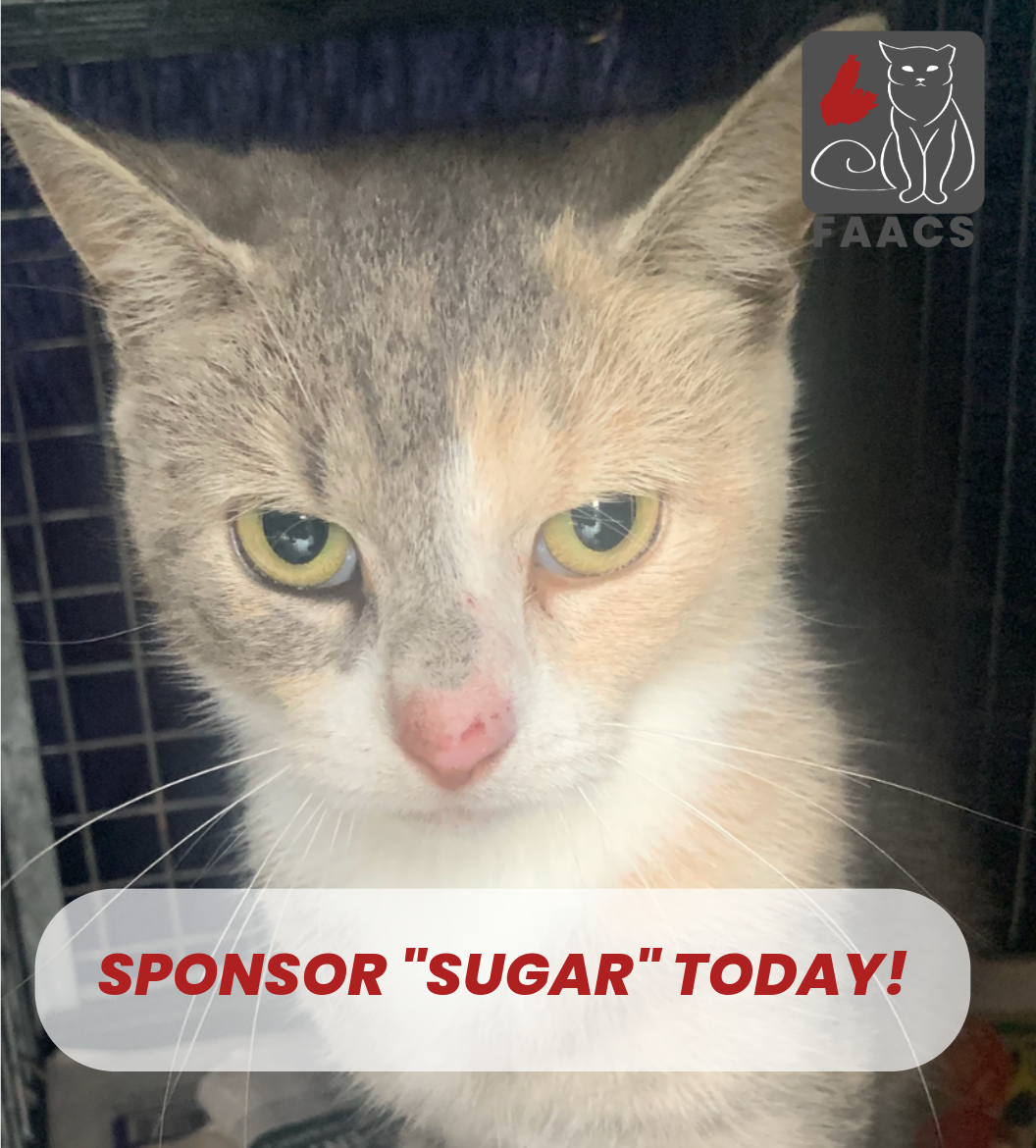 Sponsorship - Sugar