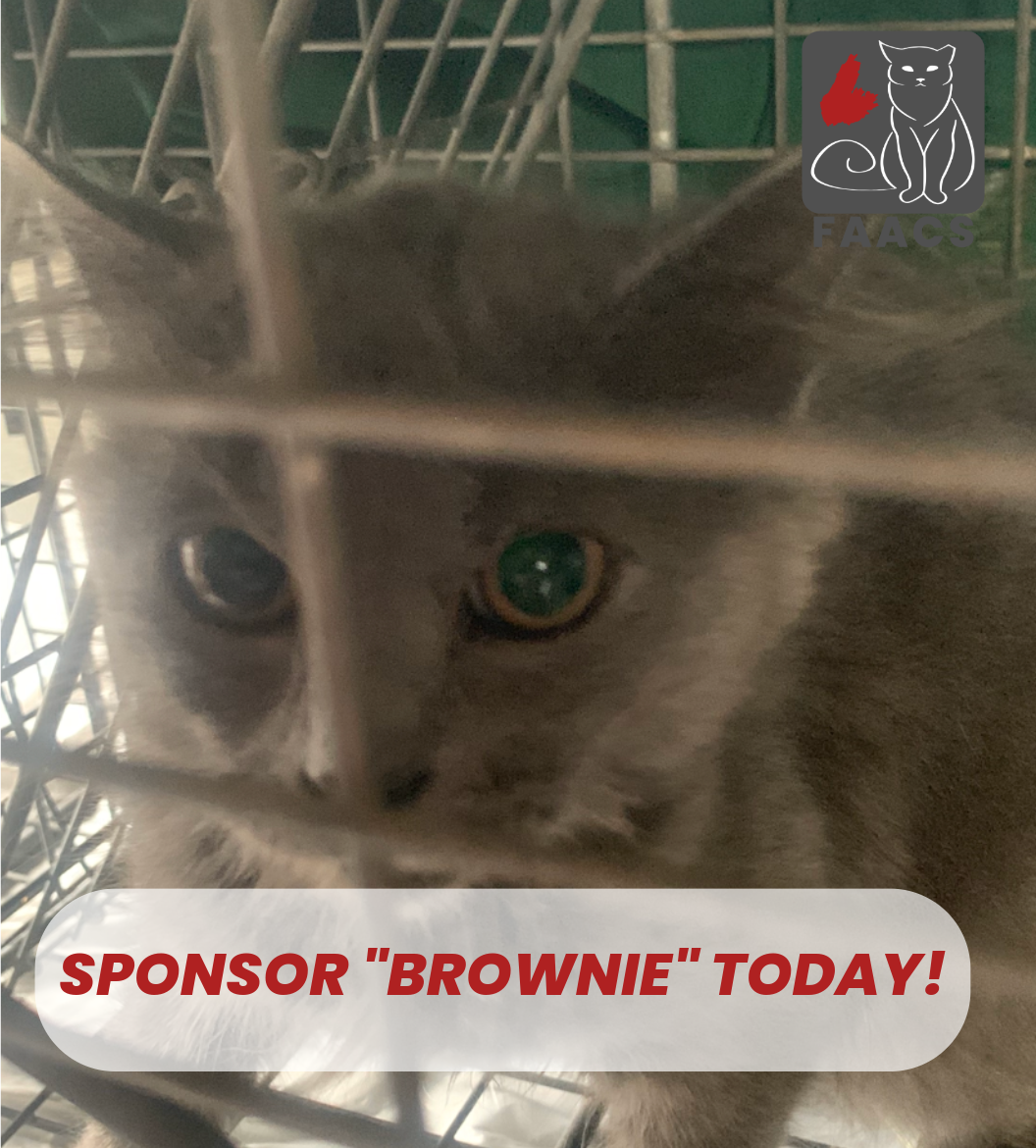 Sponsorship - Brownie