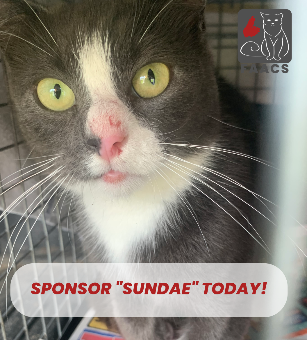 Sponsorship - Sundae