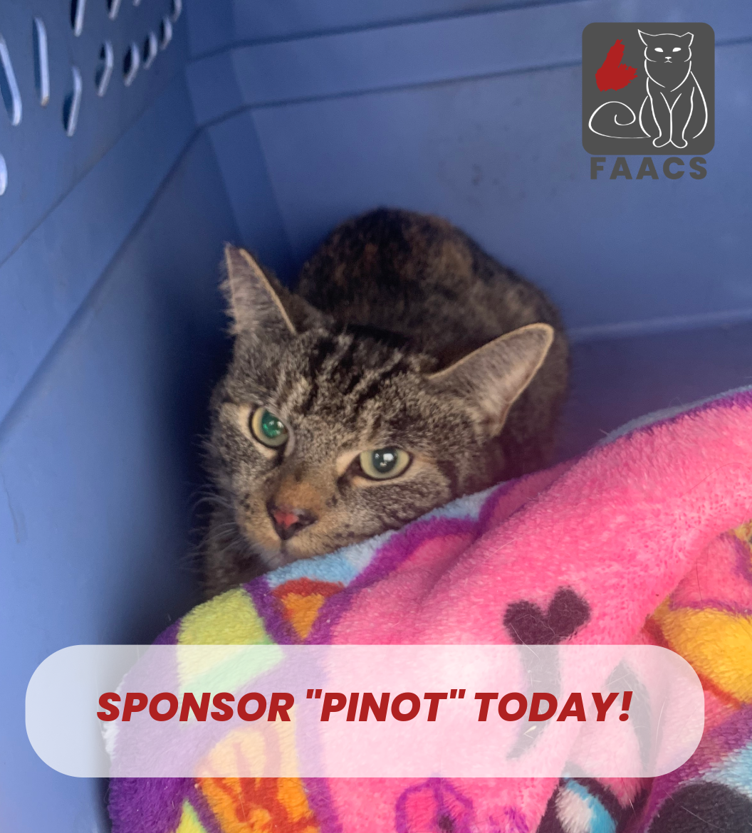 Sponsorship - Pinot
