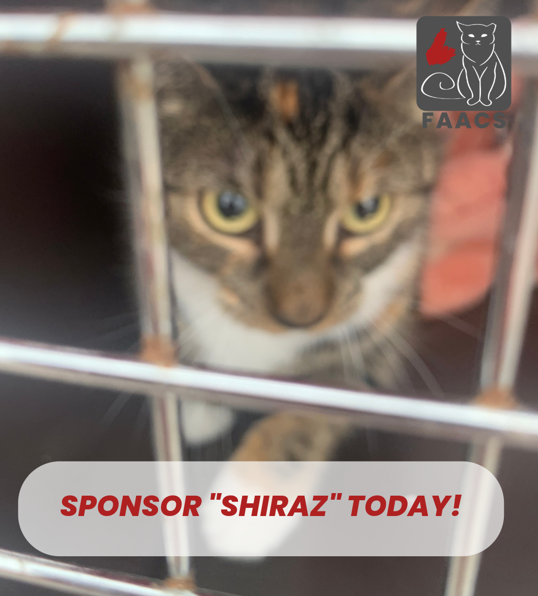 Sponsorship - Shiraz