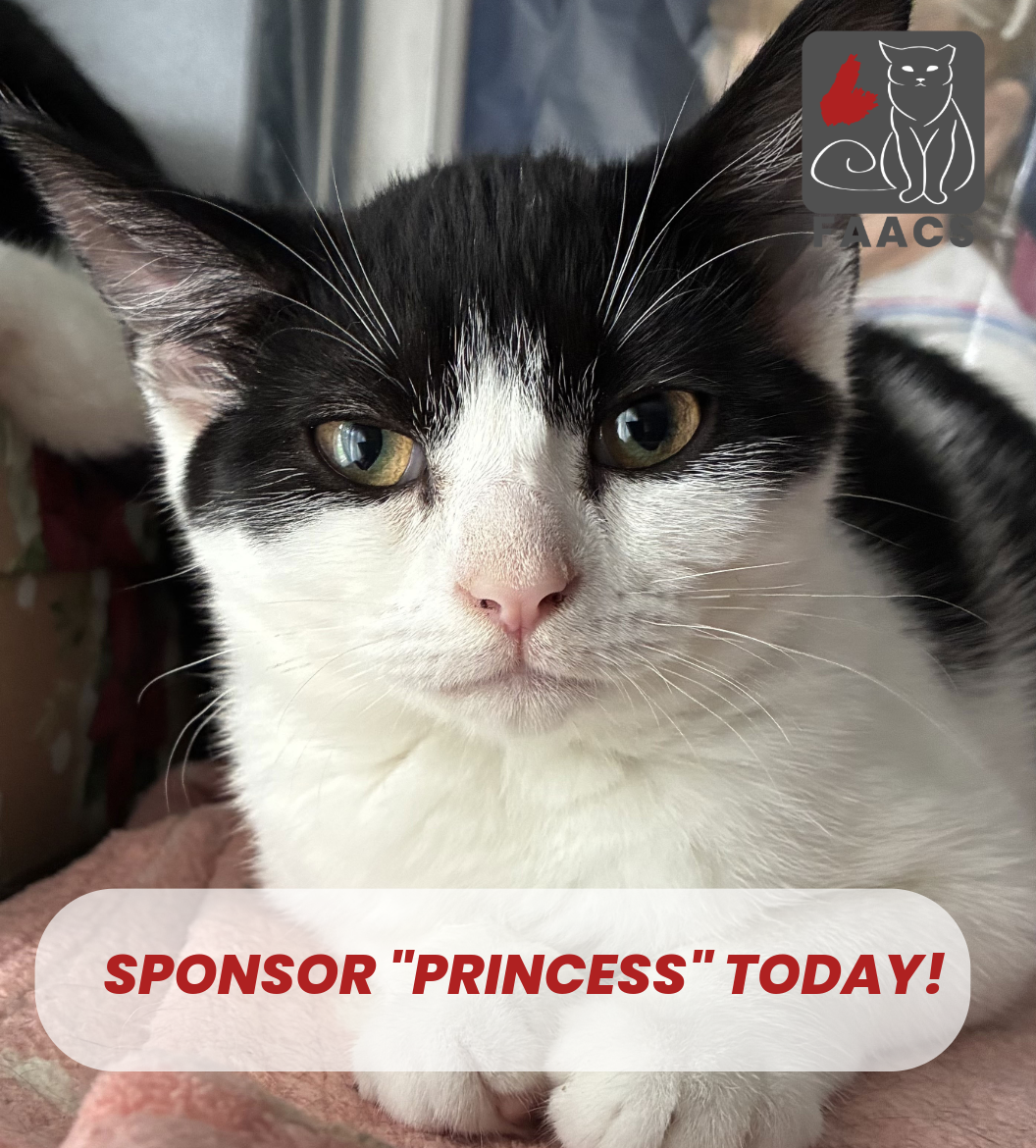 Sponsorship - Princess