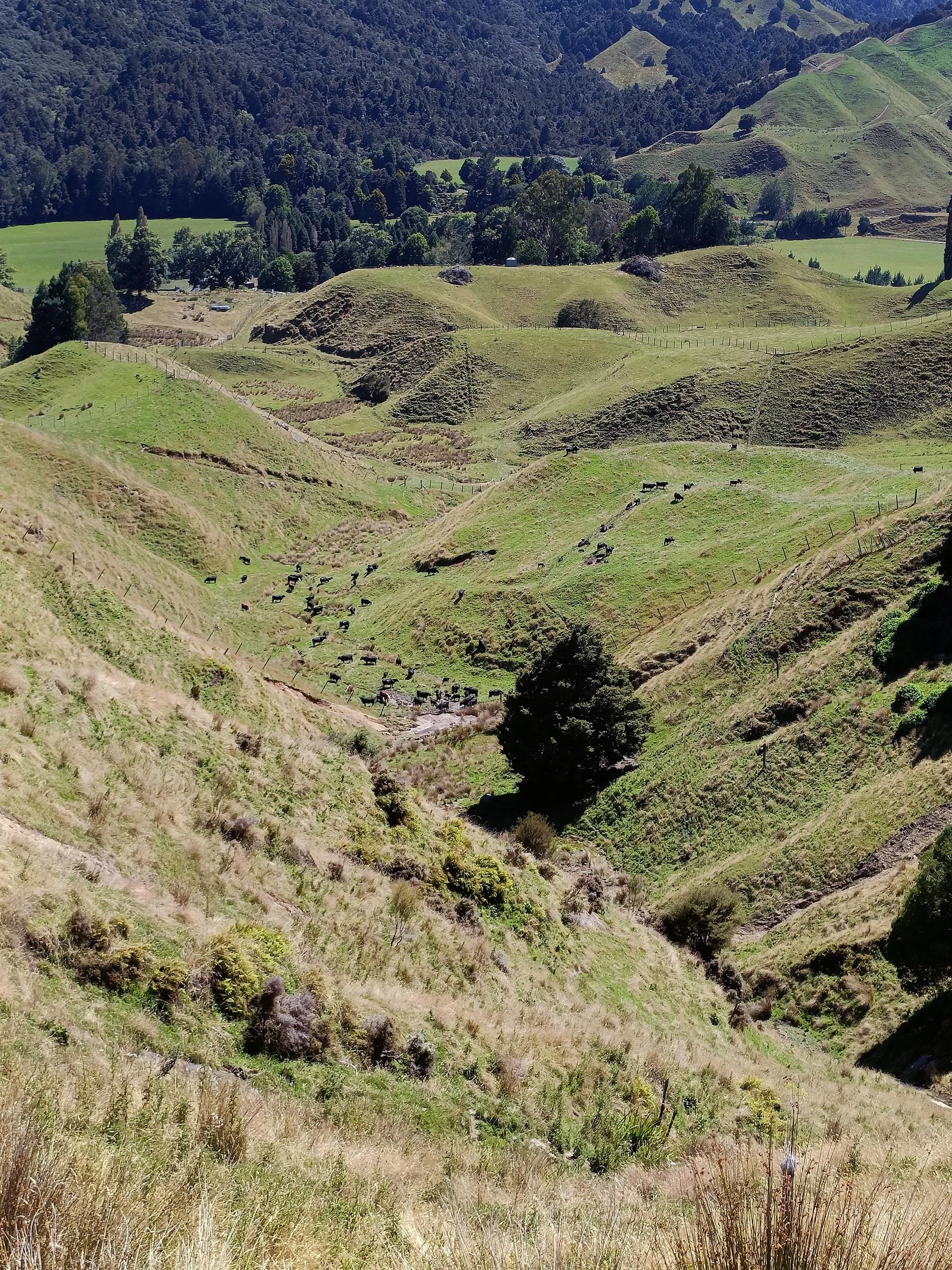 A landscape of rolling green hills with scattered trees and fences, some grazing animals, and a background of densely forested hills under a clear sky.	
Triple Farms Sheep Genetics New Zealand.
