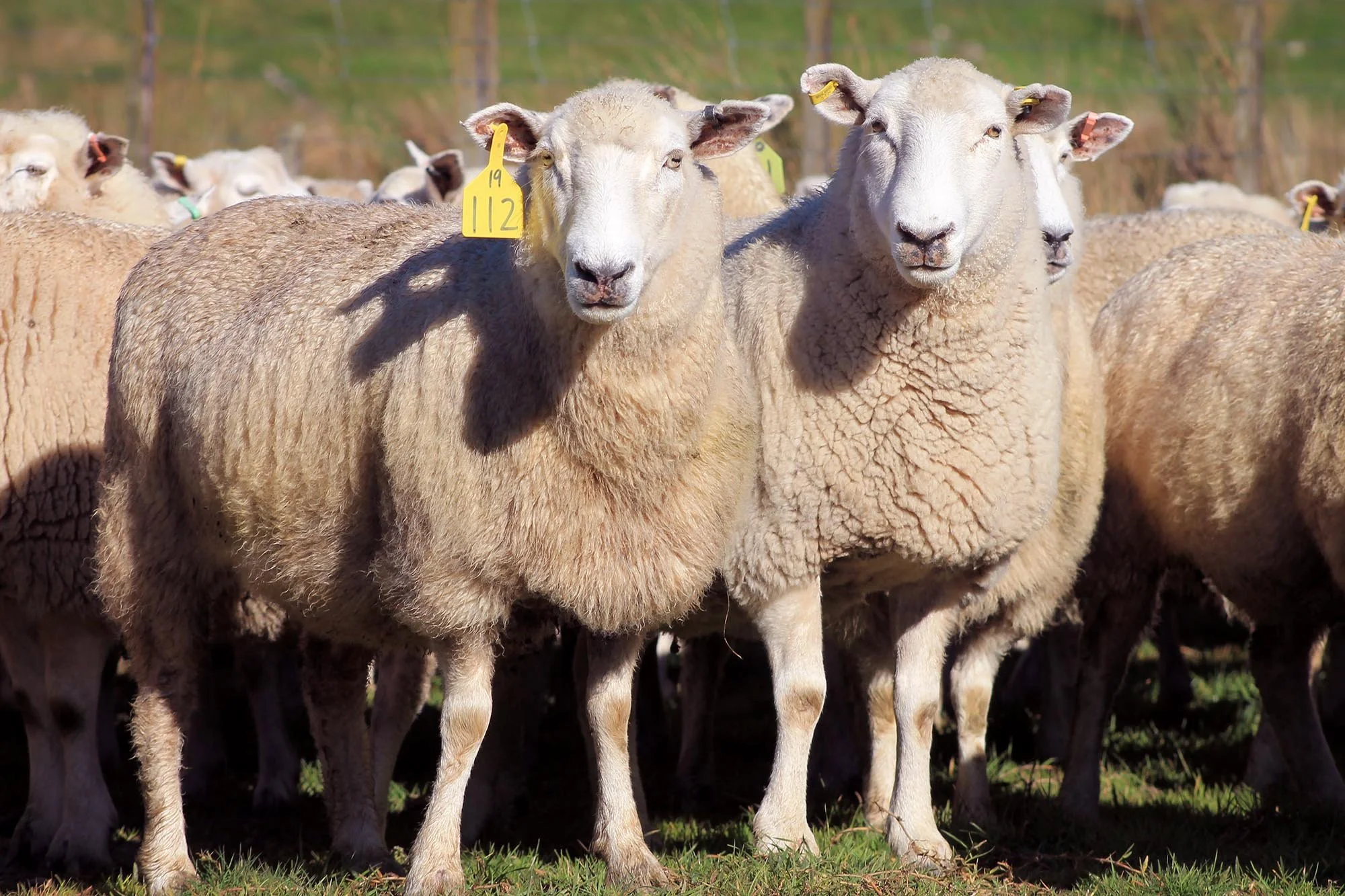 Triple Farms Sheep Genetics with commercial ewes, Coopworth, Suftex and Coopdale composite rams. King Country New Zealand