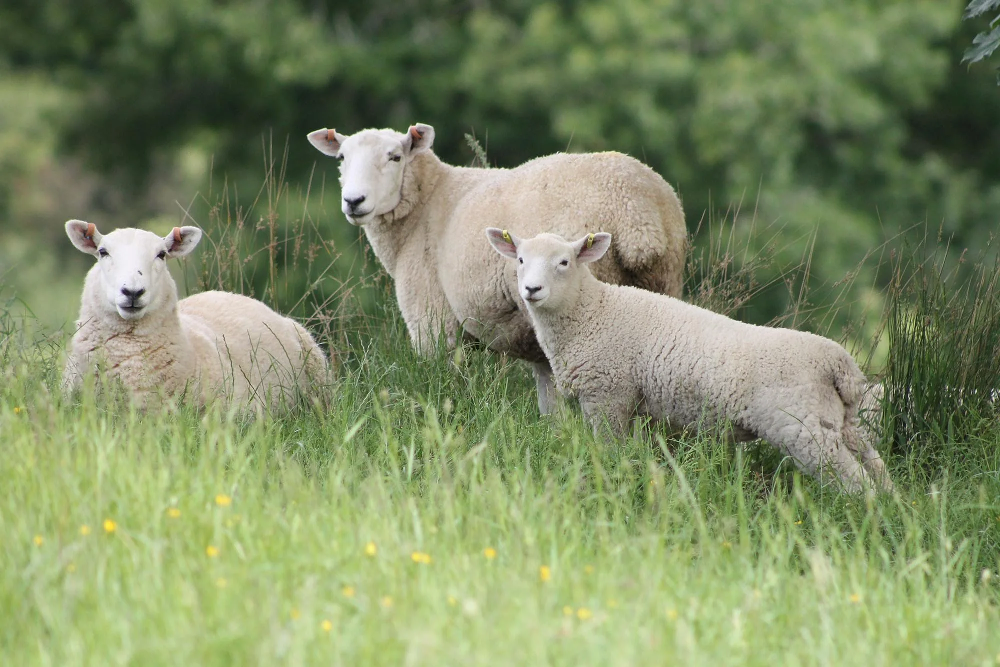 Genomics: Sharper Selection, Faster Gain