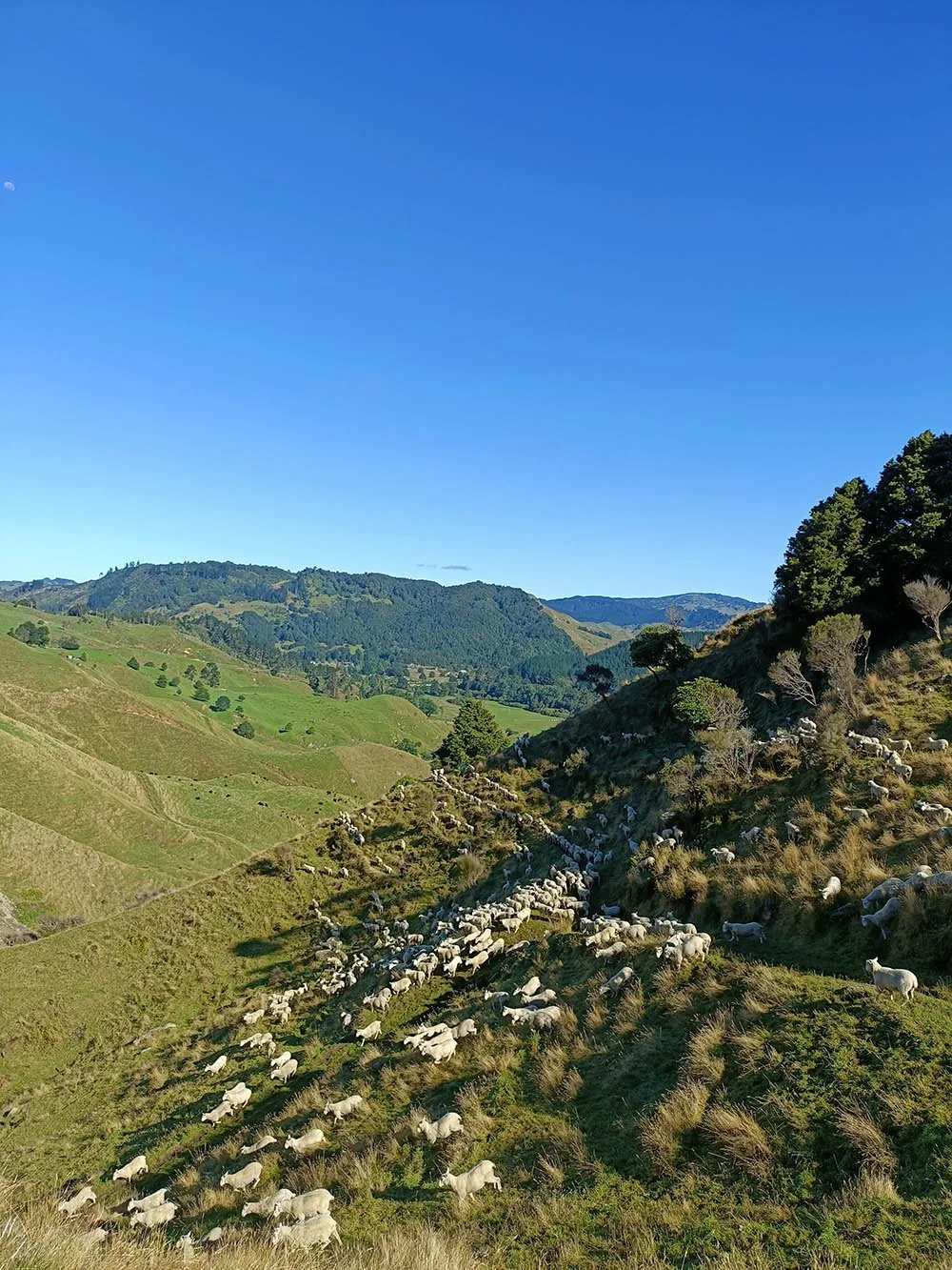 Green hills in King Country at Triple Farm Sheep Genetics.  Stud breeding Suftex, Coopworth and Coopdale rams for commercial condition in New Zealand.