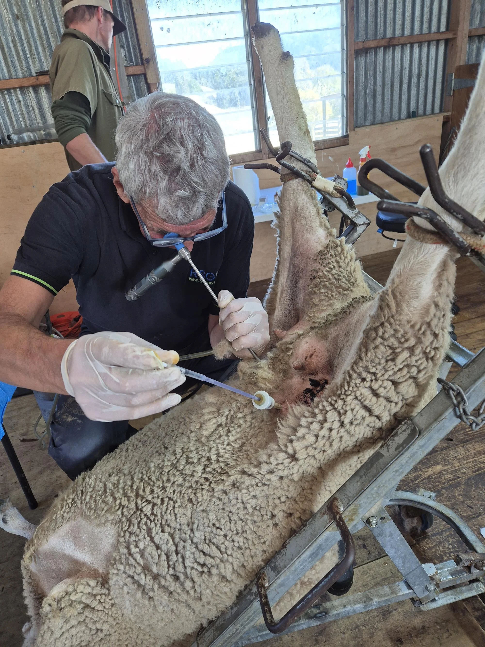 A veterinarian undertaking embryo transplant in a ewe at Triple Farm Sheep Genetics. ommercial ewes, Coopworth, Suftex and Coopdale composite rams. King Country New Zealand