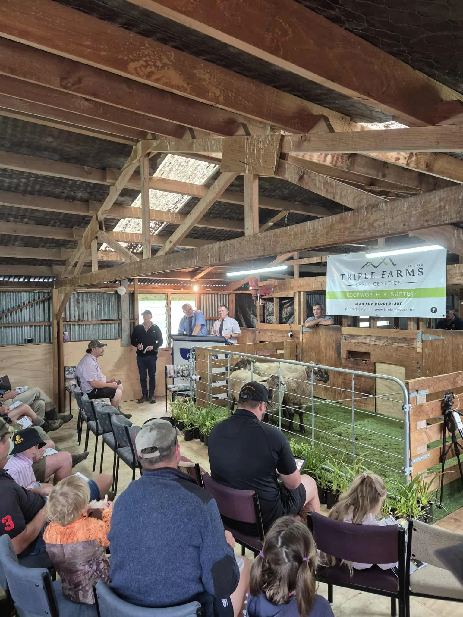 Coopworth, Suftex and Coopdale composite rams for sale in the woolshed by auction at Triple Farms Sheep Genetics.