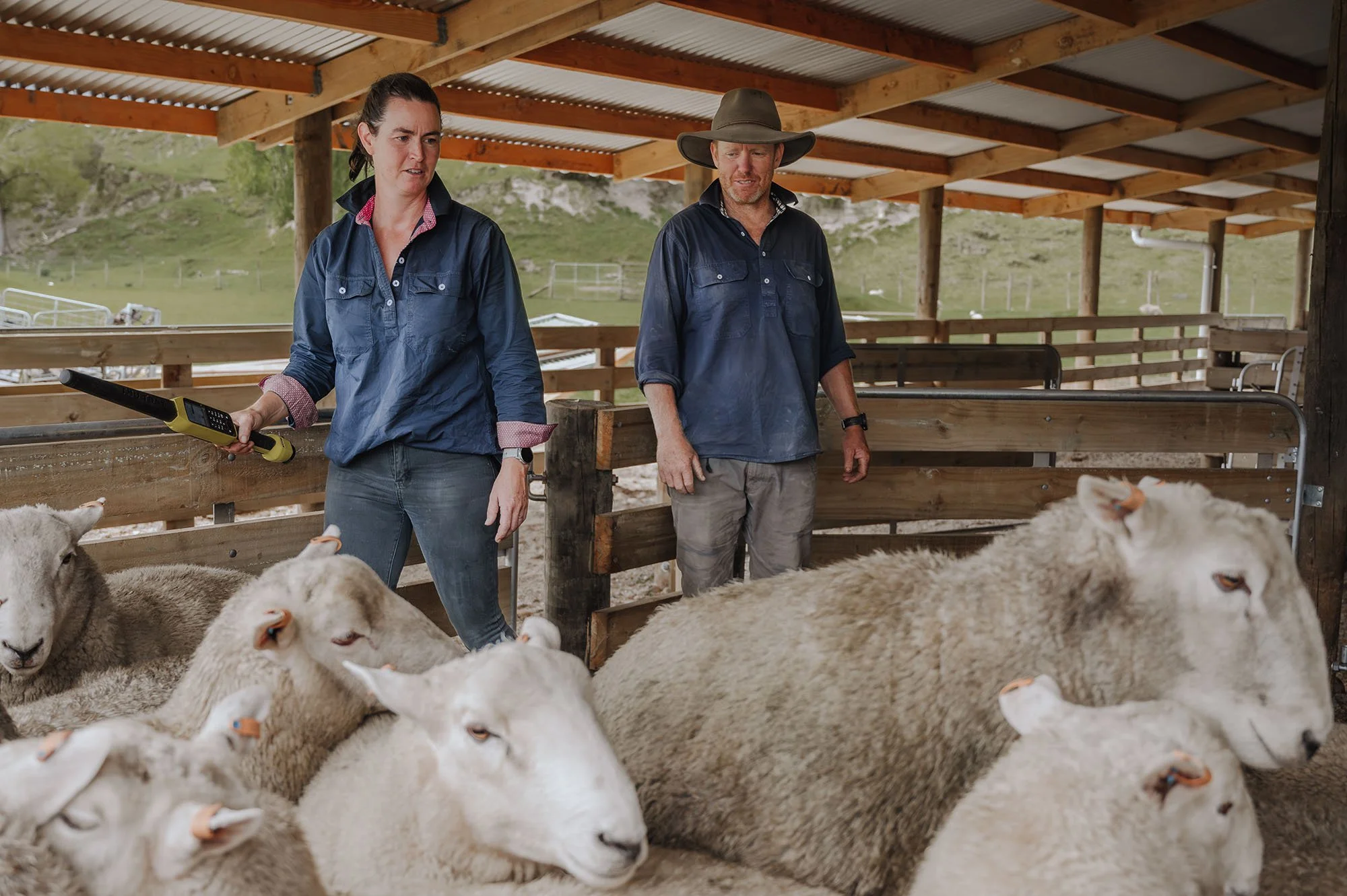 Two farmers, a woman and a man (Alan and Kerri Blake), working in the woolshed at Triple Farms Sheep Genetics with their commercial ewes, Coopworth Suftex and Coopdale composite rams. King Country New Zealand