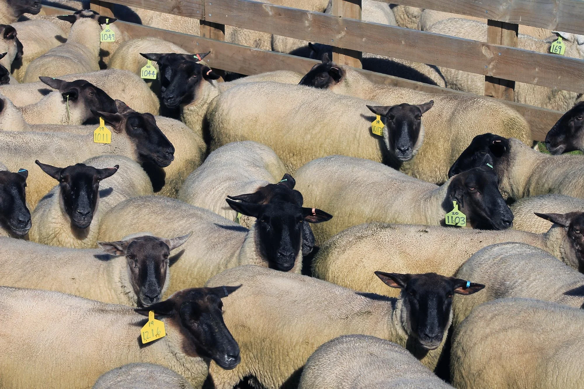 Suftex rams at Triple Farms Sheep Genetics in King Country New Zealand.