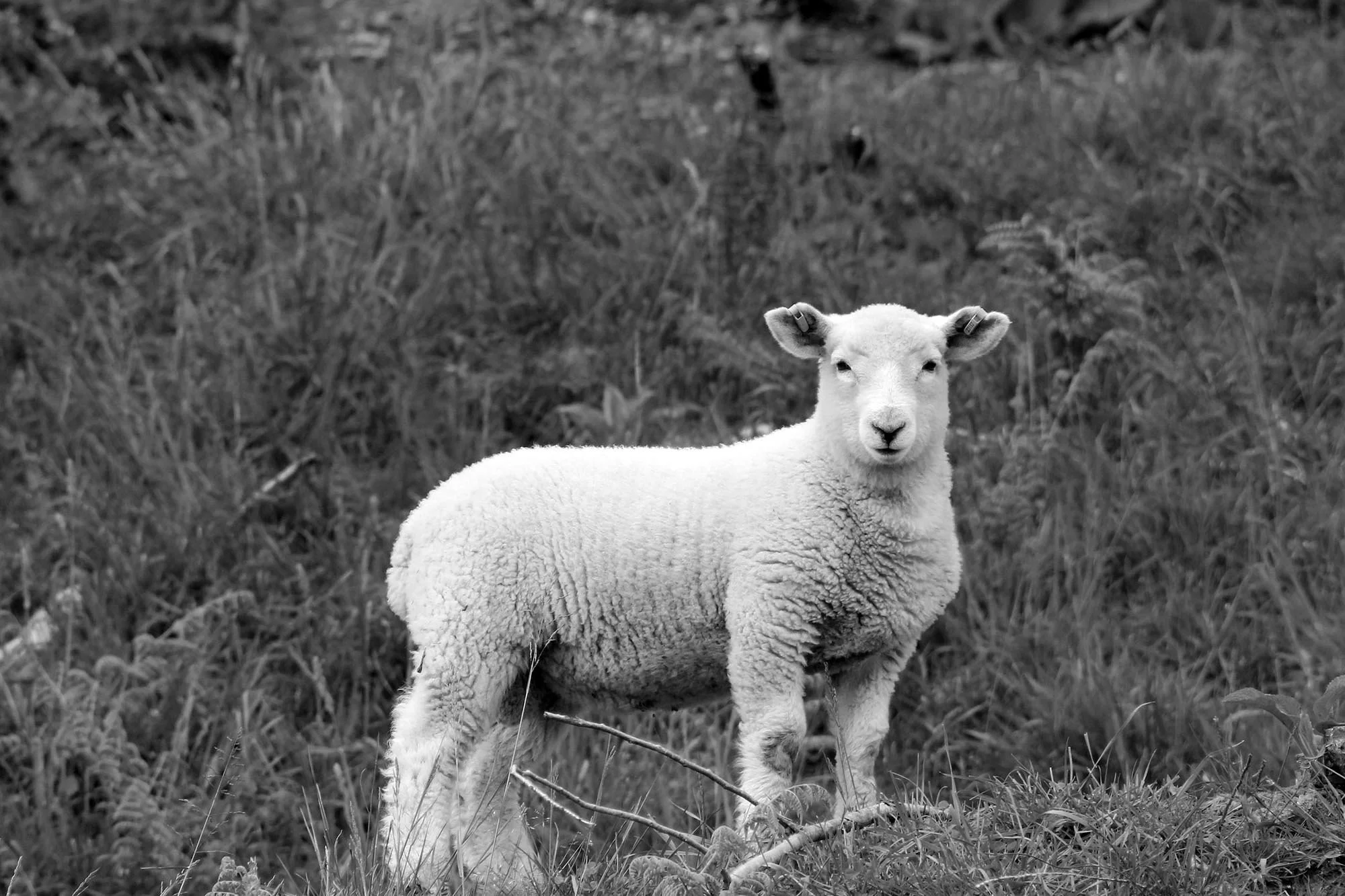 A black and white photo of a Coopworth or Coopdale lamb standing in a grassy paddock at Triple Farms Sheep Genetics in the King Country, New Zealand
