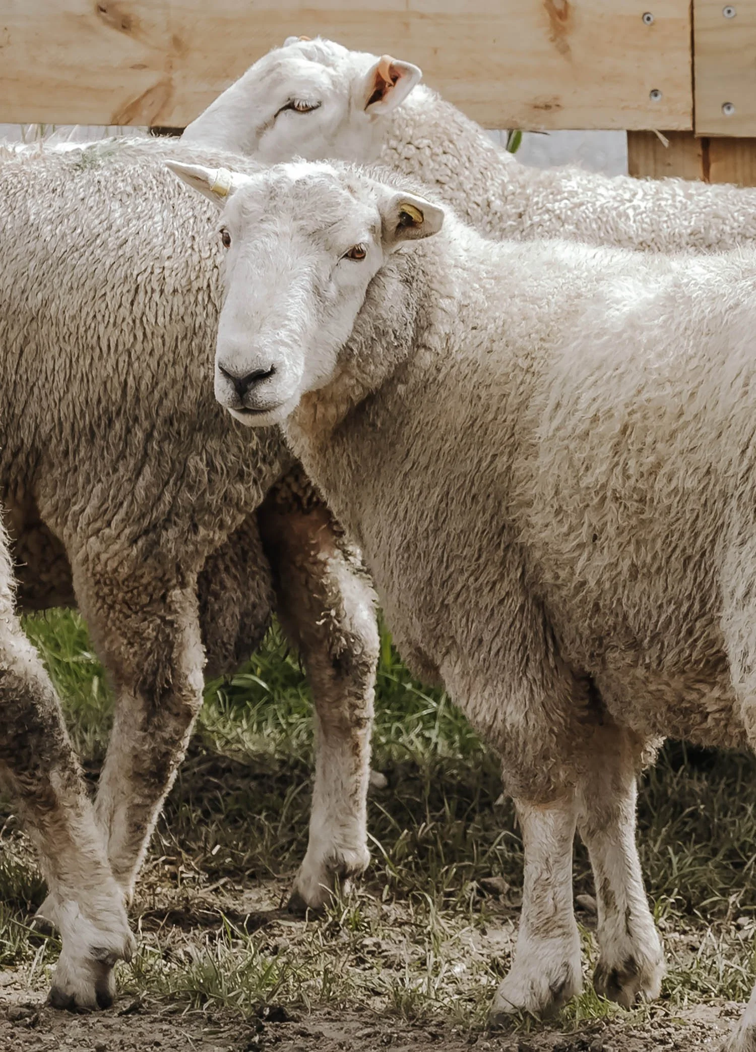 Coopworth and Coopdale rams in a paddock. Sheep are bred at Triple Farms Sheep Genetics, King Country New Zealand