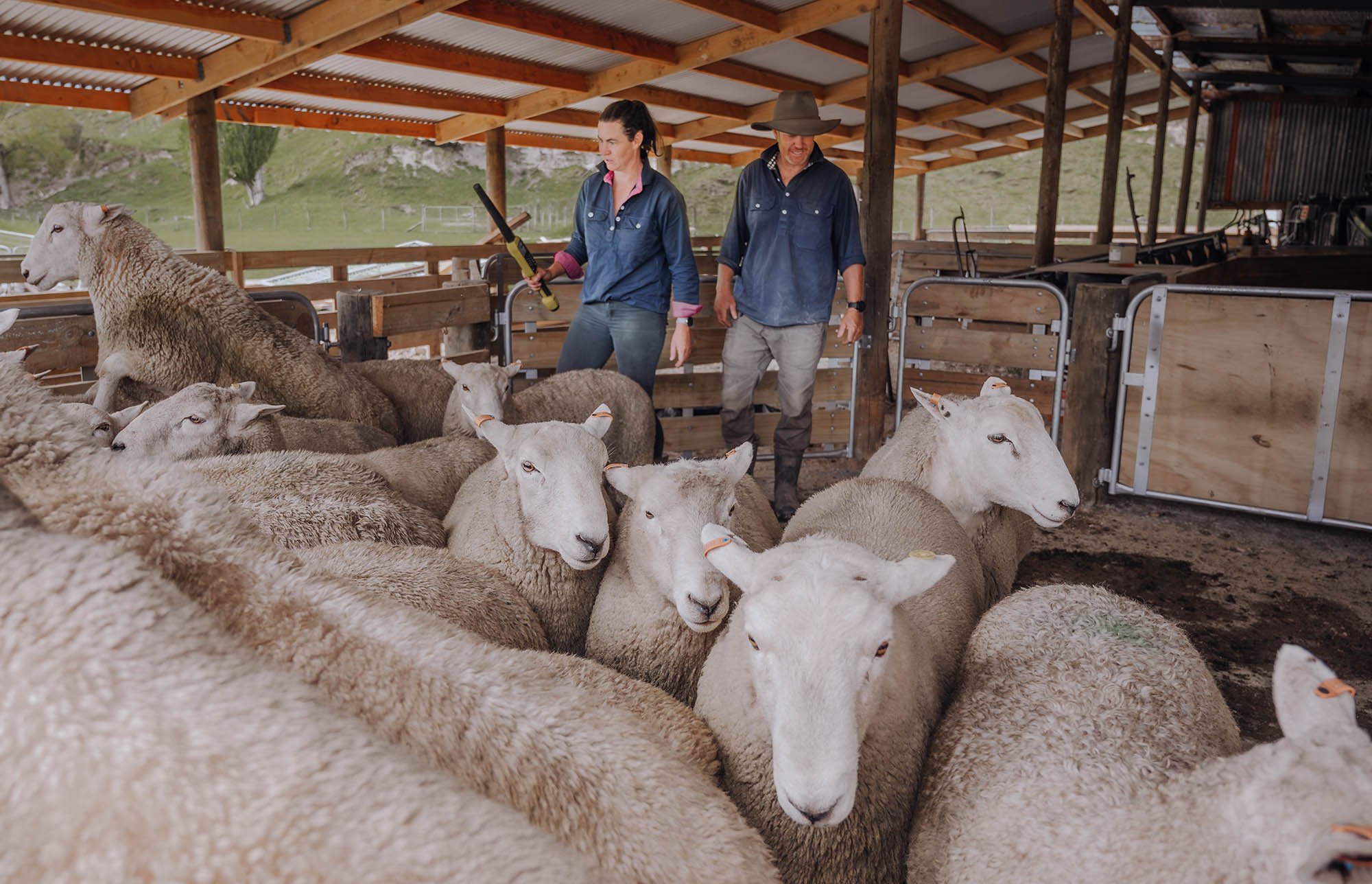 Two farmers, a woman and a man (Alan and Kerri Blake), working in the woolshed at Triple Farms Sheep Genetics with their commercial ewes, Coopworth Suftex and Coopdale composite rams. King Country New Zealand