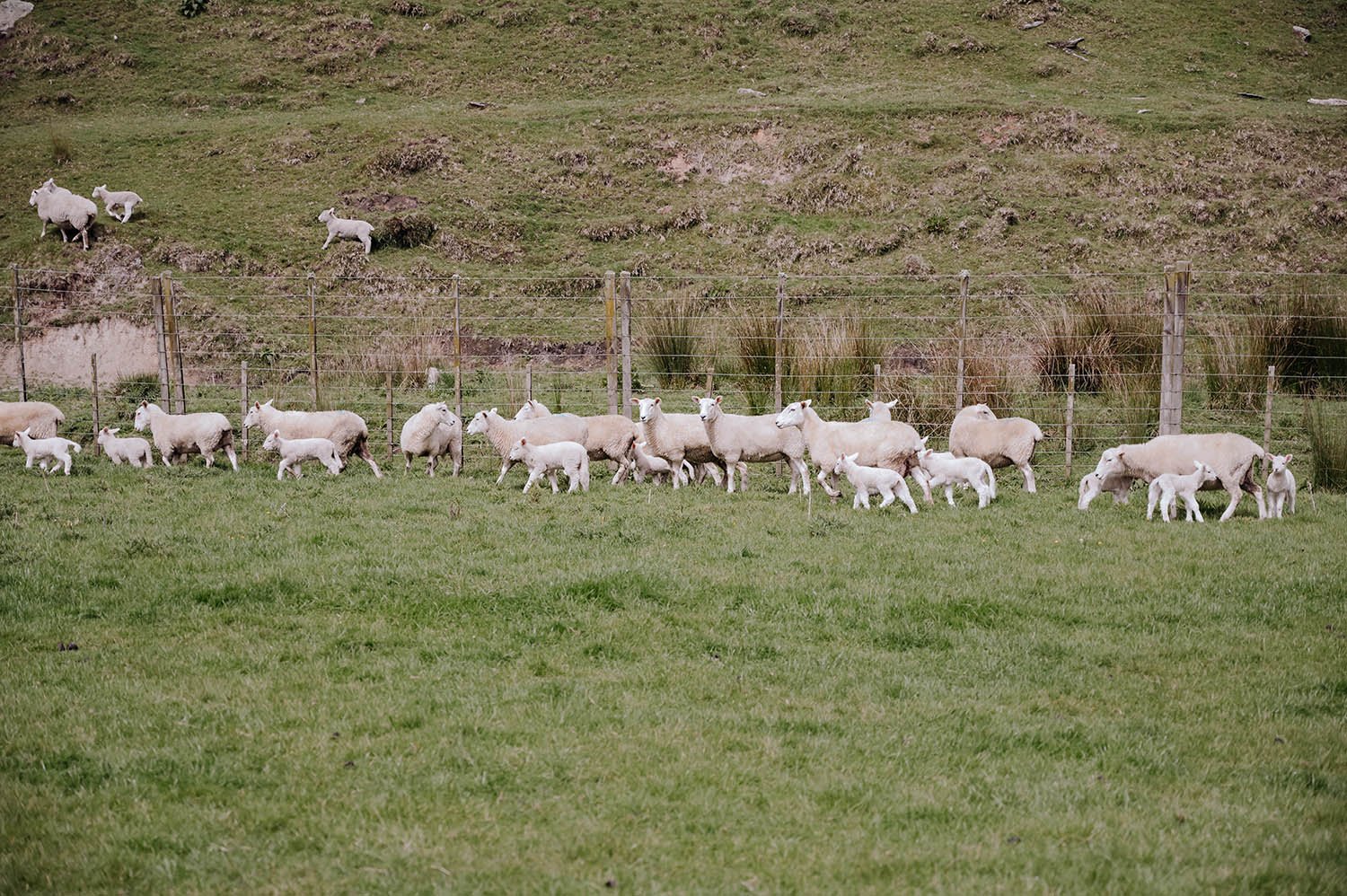 A landscape of green paddocks with Coopworth and Coopdale ewes and lambs. Triple Farms Sheep Genetics New Zealand.