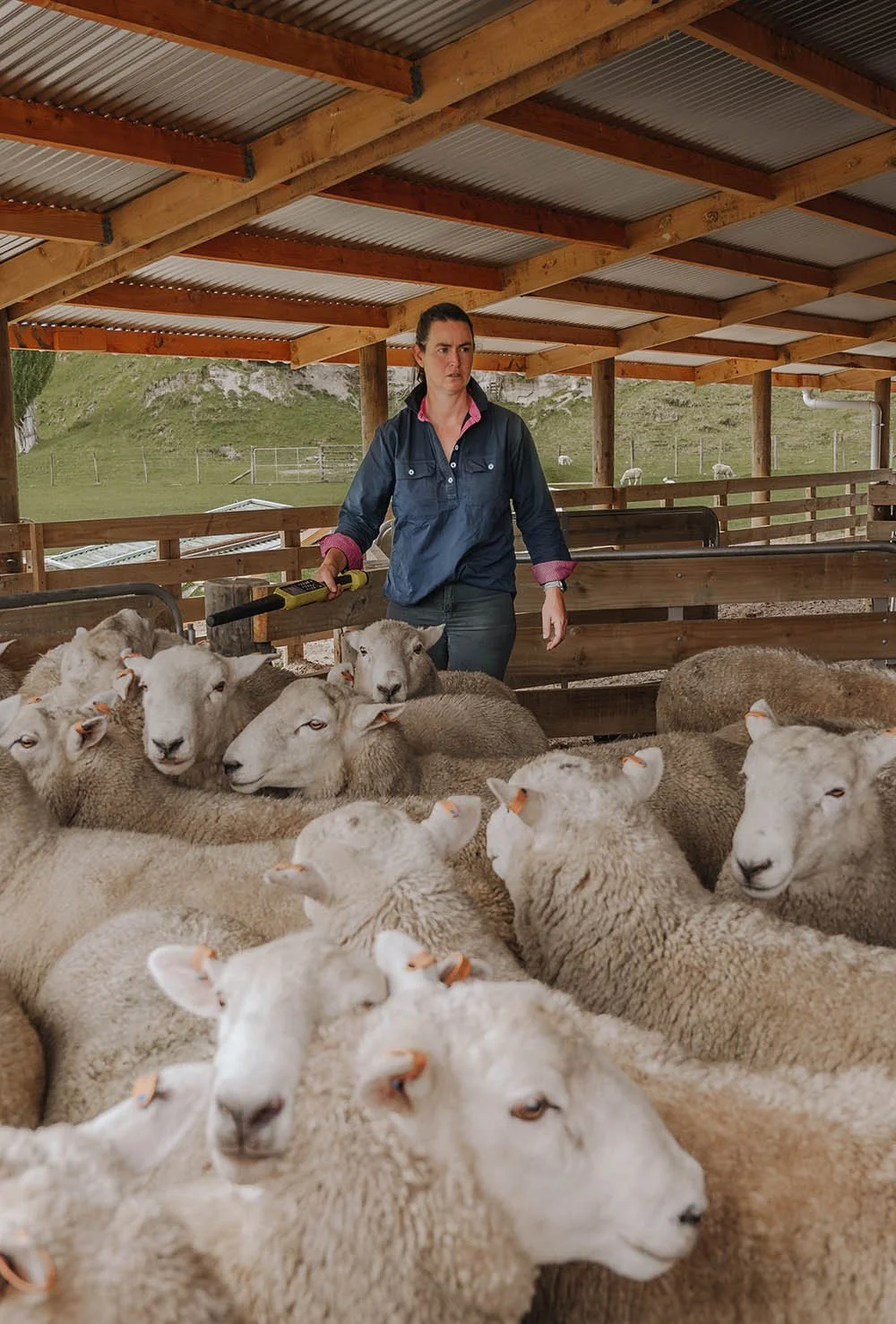 Kerri Blake is working in the woolshed with composite Coopdale and Coopworth rams.  Triple Farm Sheep Genetics, King Country, New Zealand