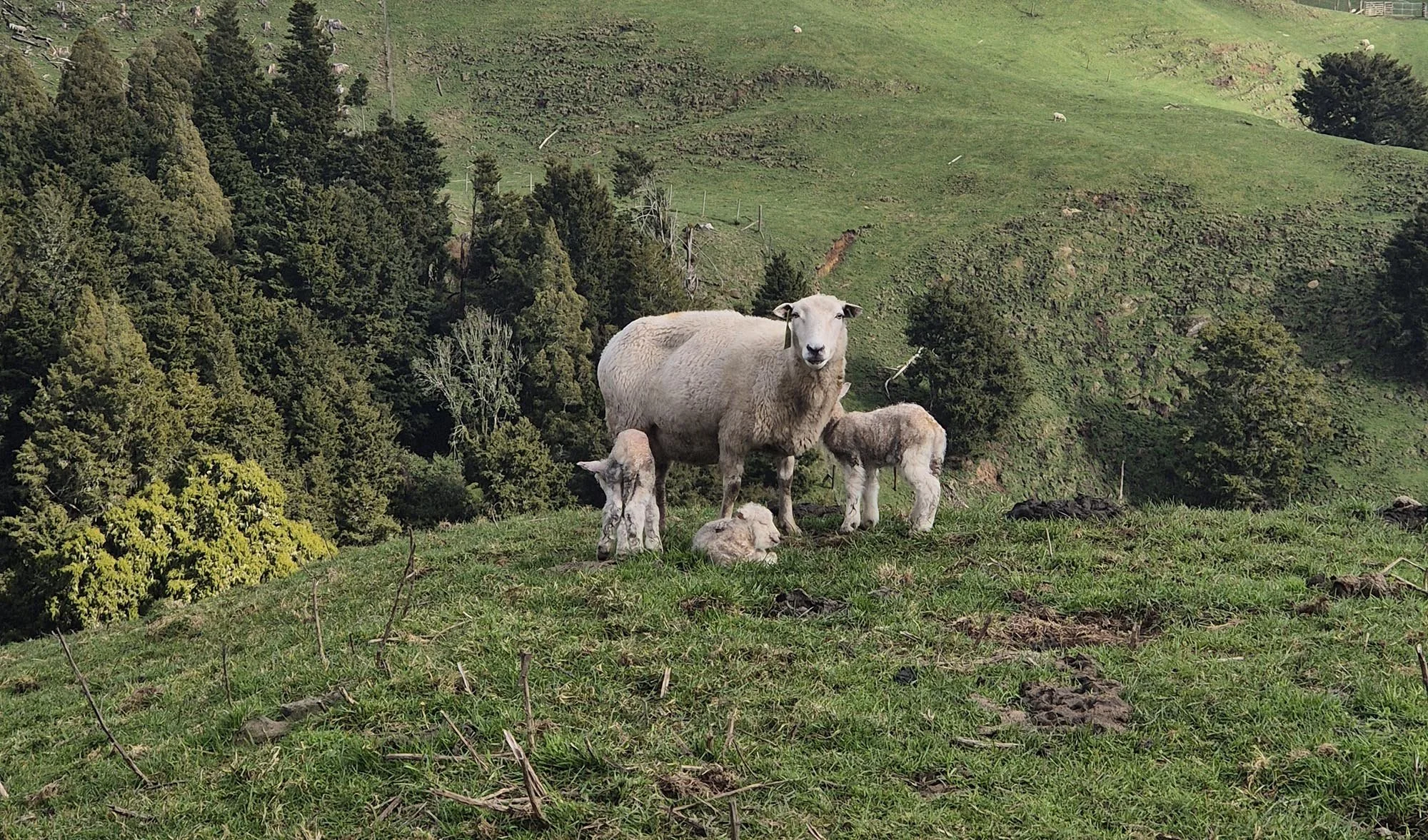 Efficiency in Sheep