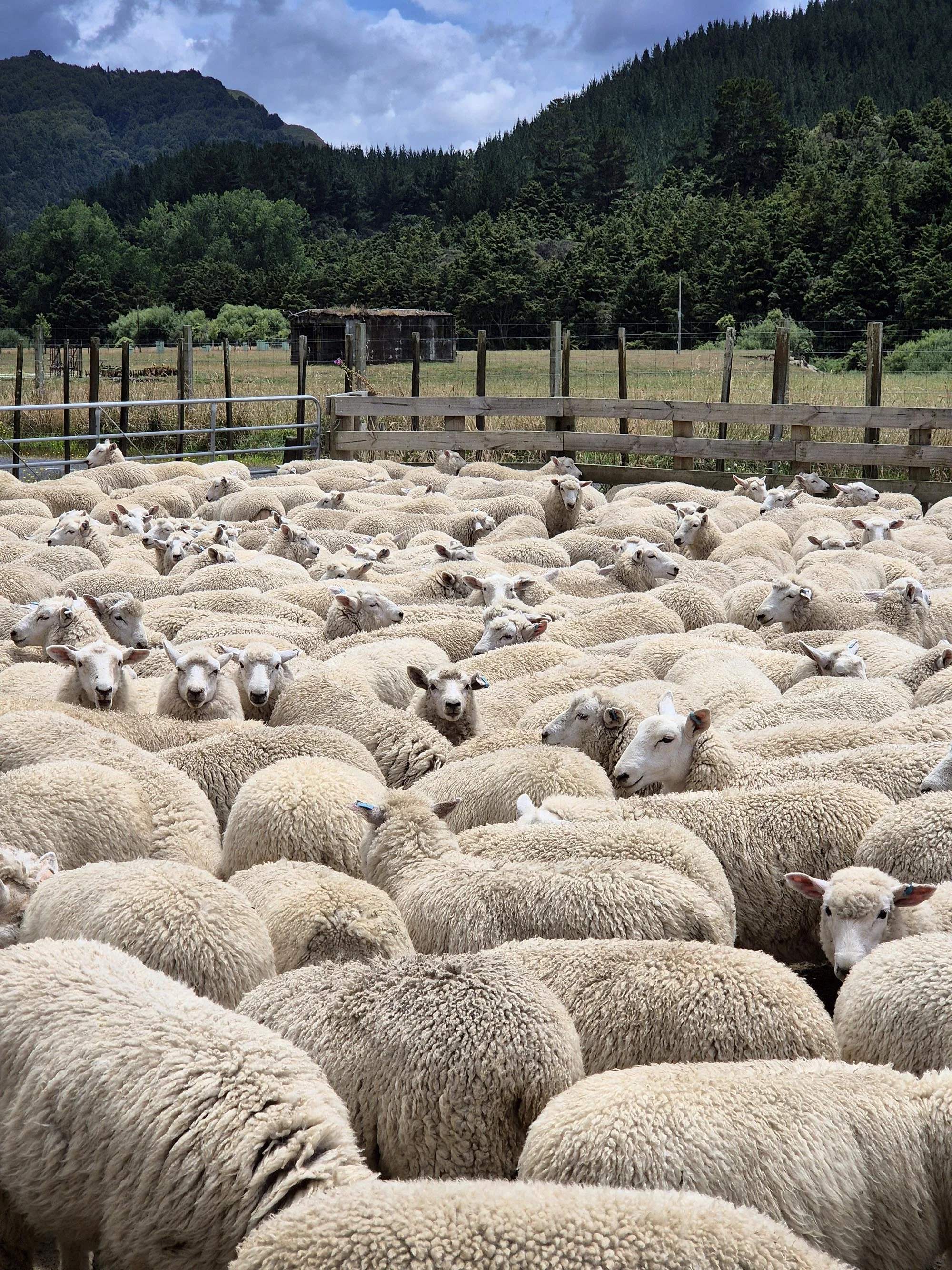 Working in the sheep yards at Triple Farms Sheep Genetics with commercial ewes, Coopworth, Suftex and Coopdale composite rams. King Country New Zealand