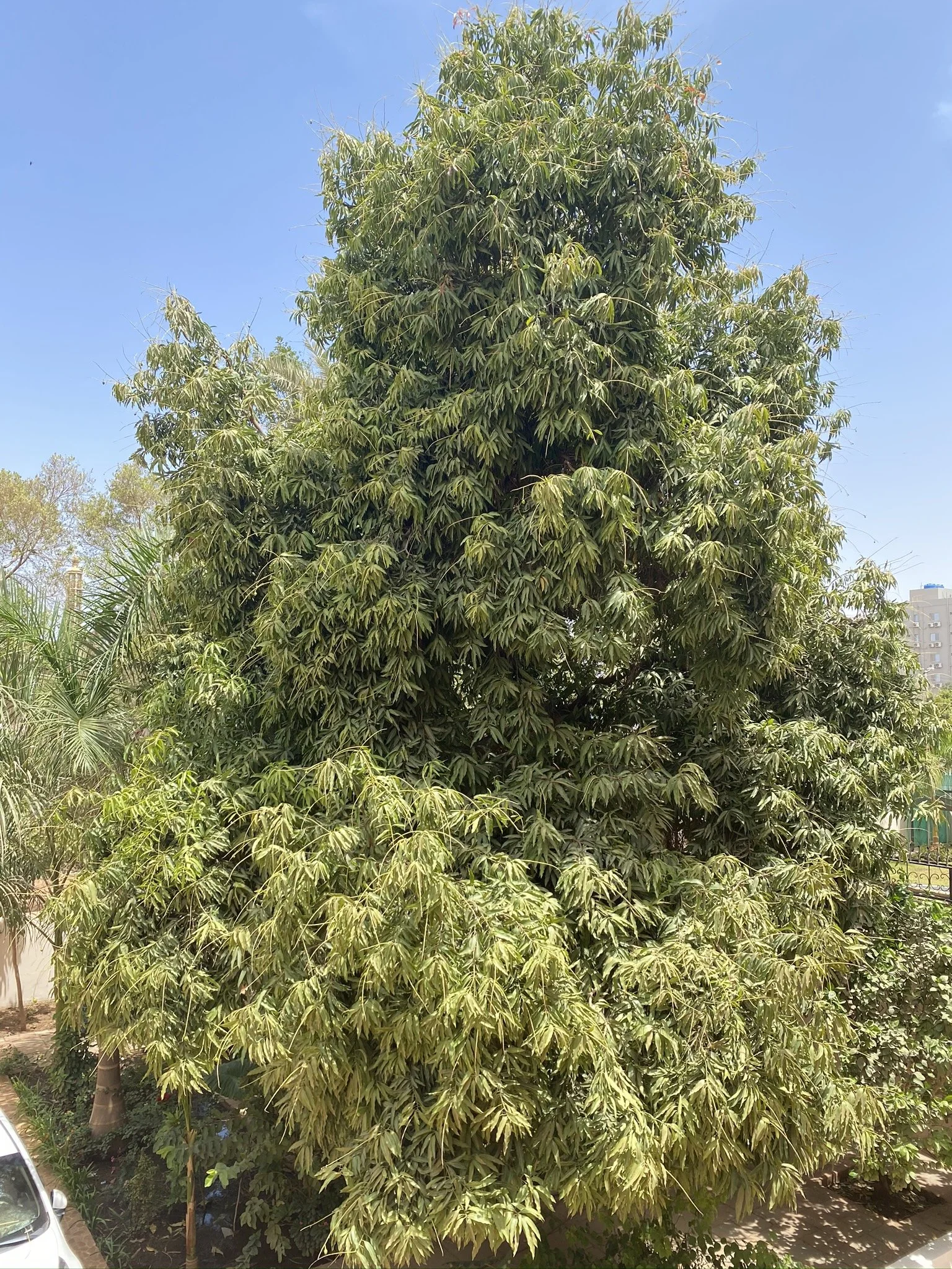 My grandparent's mango tree in Khartoum, Sudan against a clear blue sky.