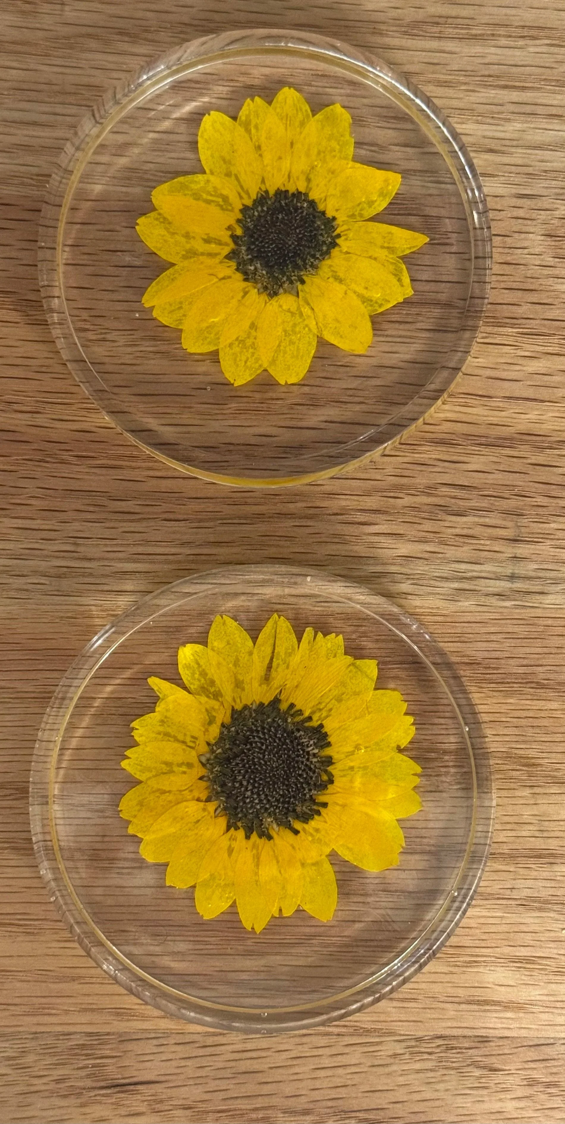 Two clear circular dishes each containing a yellow flower with dark center, placed on a wooden surface, viewed from above.