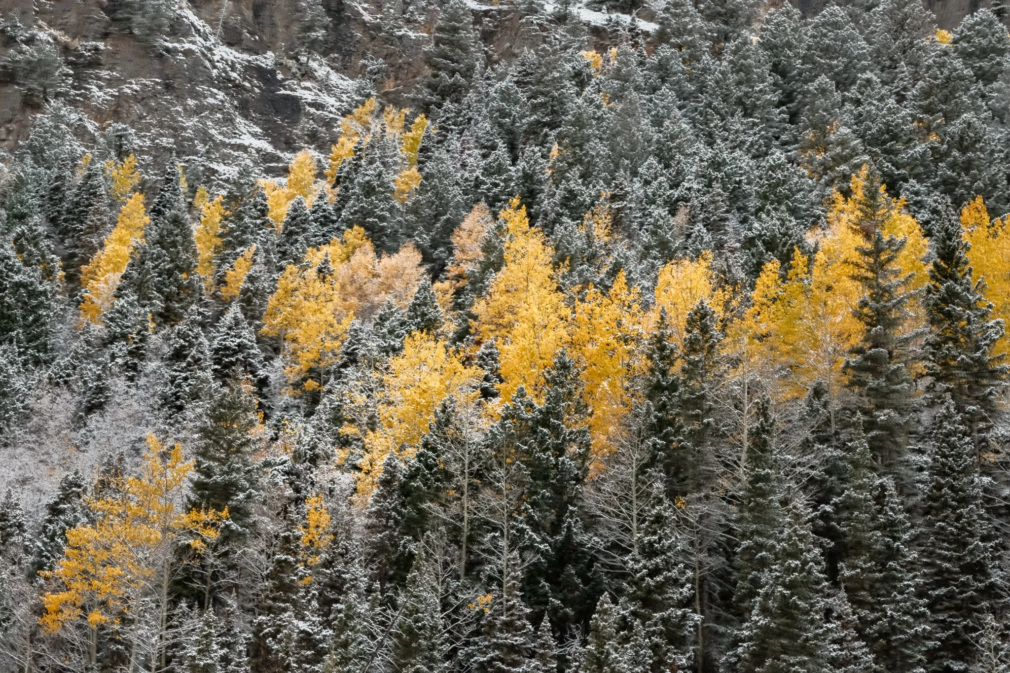 056 - Golden Delight (small).jpg