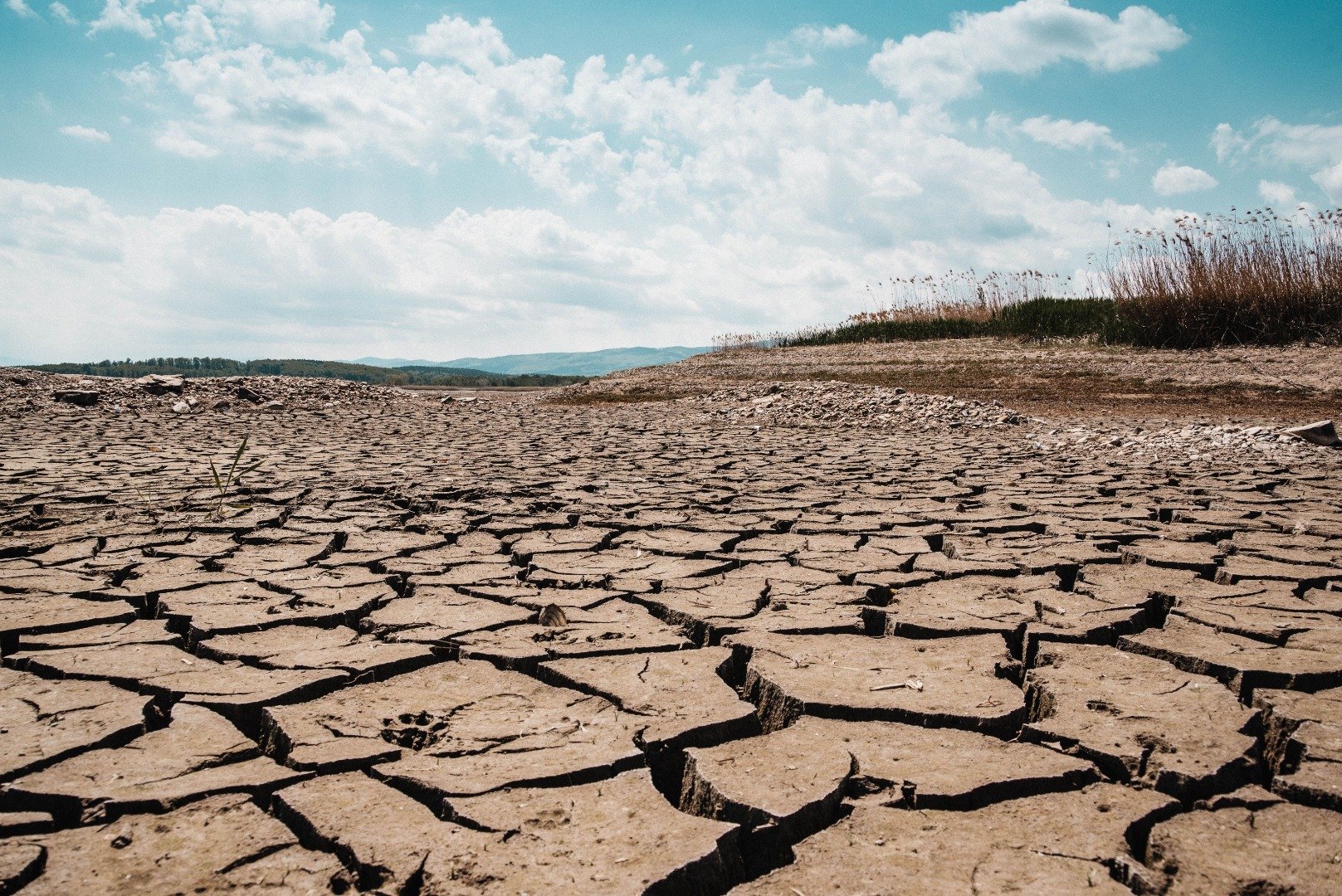 The Roundup – May 2026