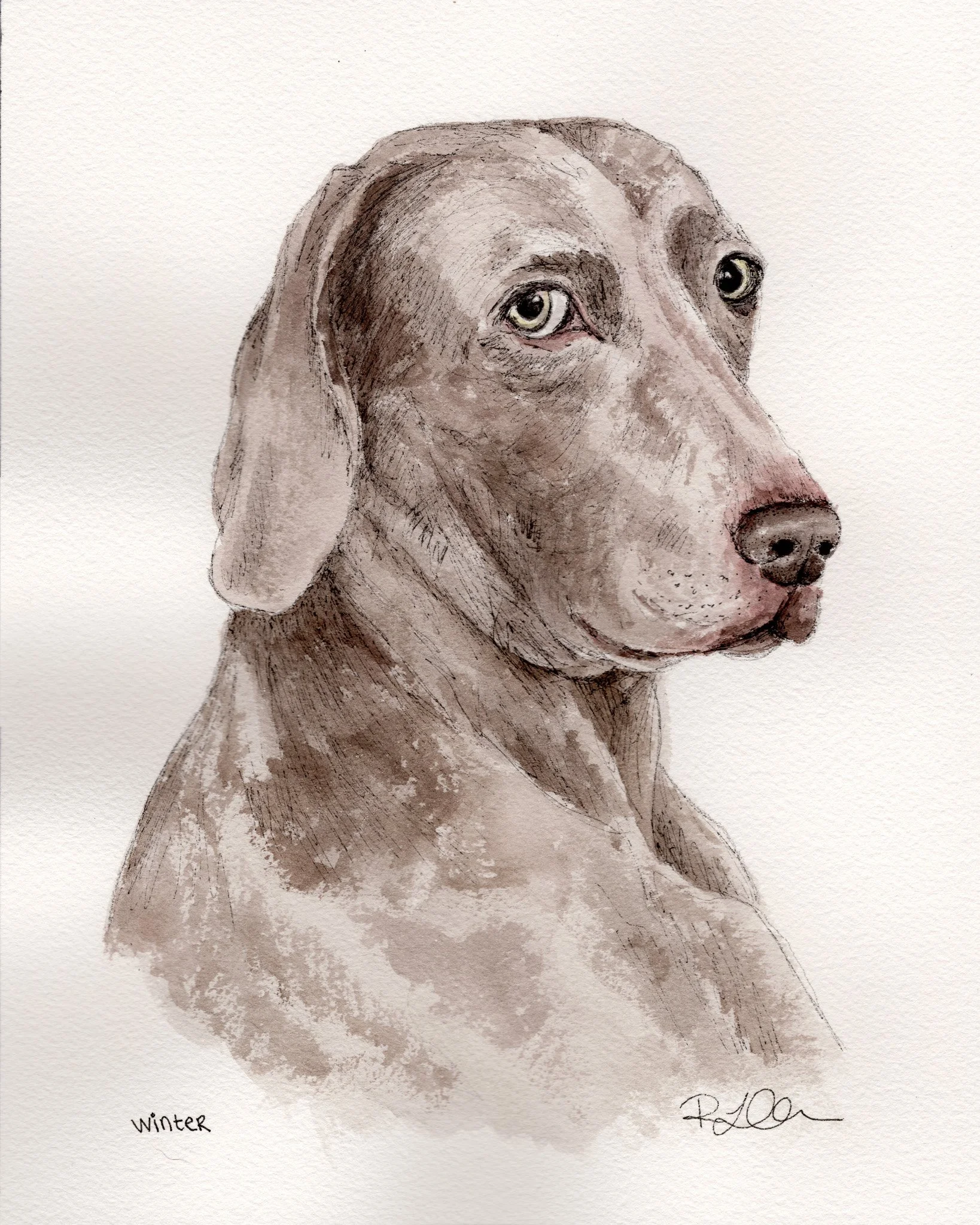 Commissioned watercolor pet portrait of a dog named Winter, Charleston watercolor artist.