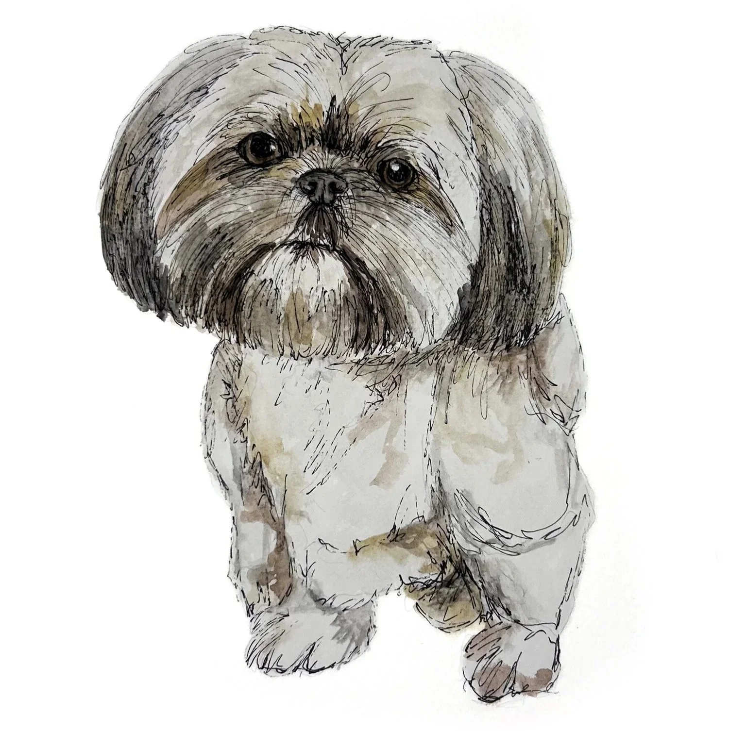 A watercolor illustration of a small, fluffy dog with a beard and dark eyes, sitting and looking forward.