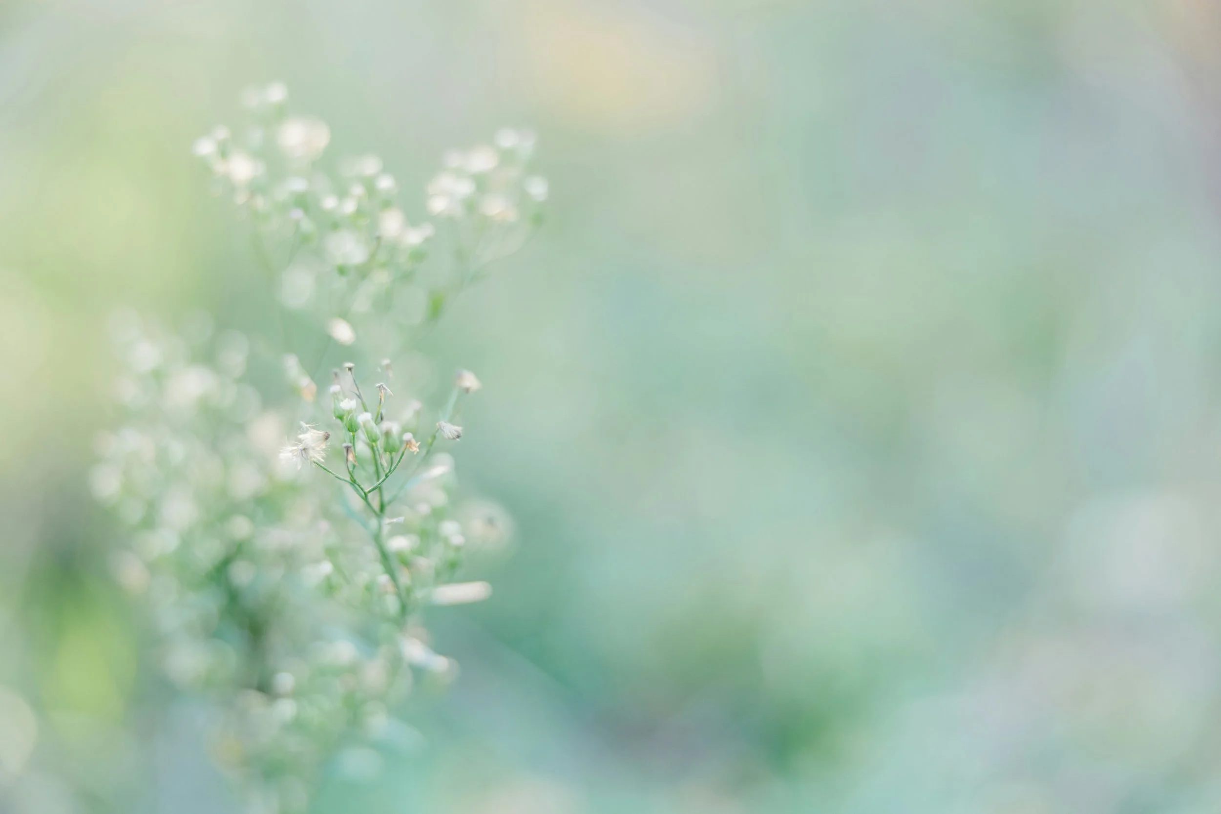Close-up of delicate white flowers on green stems, with soft focus and pastel background.