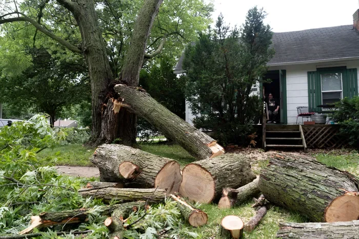 A fallen tree with freshly cut logs on a front lawn next to a house with a porch.