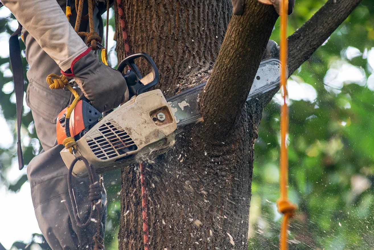 A person using a chainsaw to cut a tree trunk.