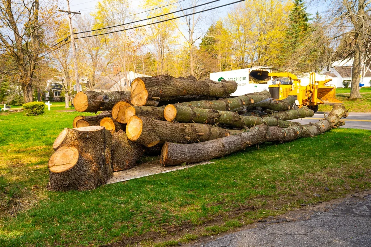 A pile of cut tree logs on a green lawn, with a yellow wood chipper in the background along a residential street.
