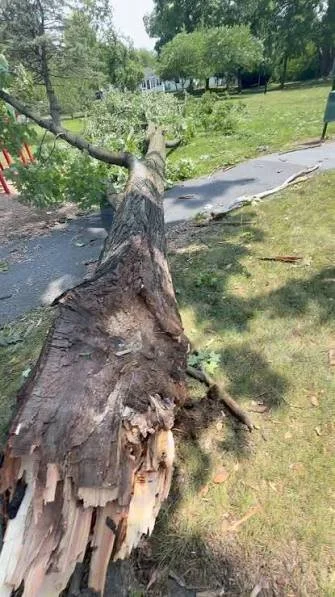A fallen tree on a grassy lawn next to a sidewalk, with broken branches and a damaged trunk.