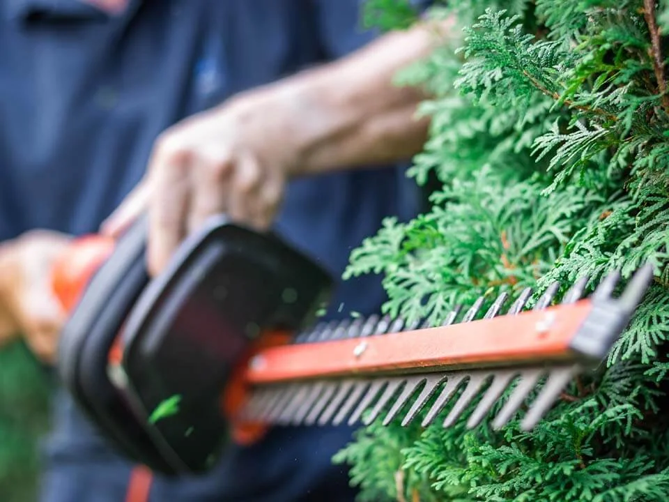 Person trimming a green hedge with electric hedge trimmers outside.