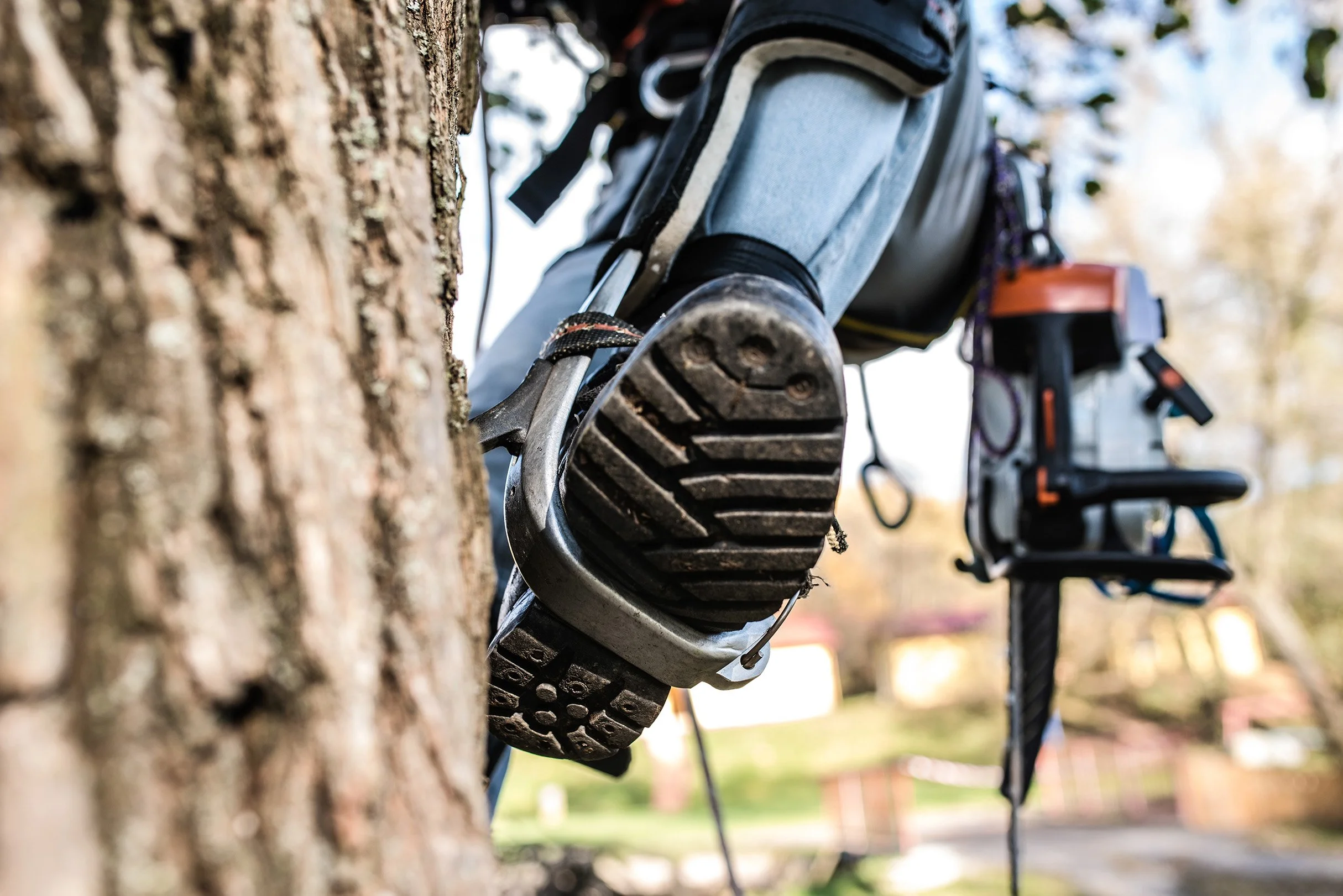 Close-up of a tree trunk with a person climbing or working on it using climbing gear, including a harness and climbing shoes. The background shows an outdoor outdoor setting with blurred trees.