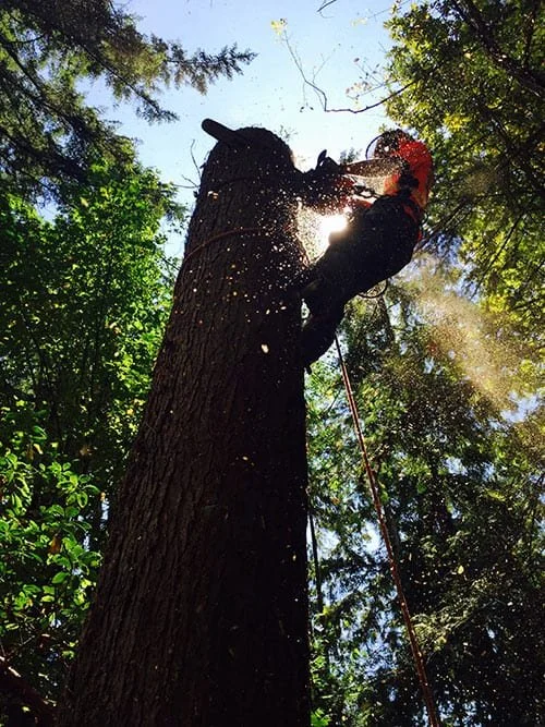 A person wearing safety gear is cutting a tall tree with a chainsaw in a forest. Sunlight filters through the surrounding green foliage.