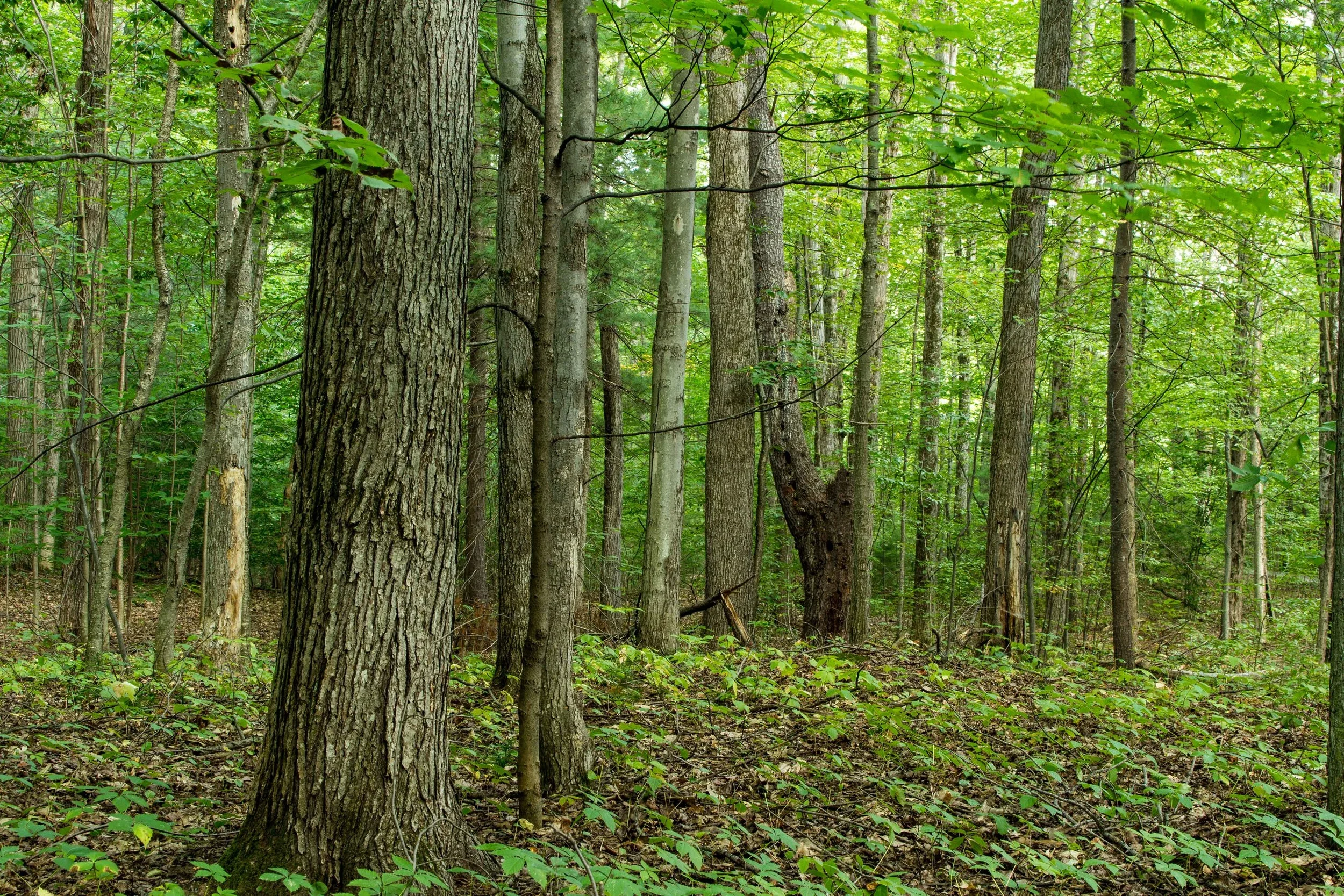 A dense forest scene with tall trees and green foliage, showing the trunks of various trees and the forest floor covered in leaves and small plants.