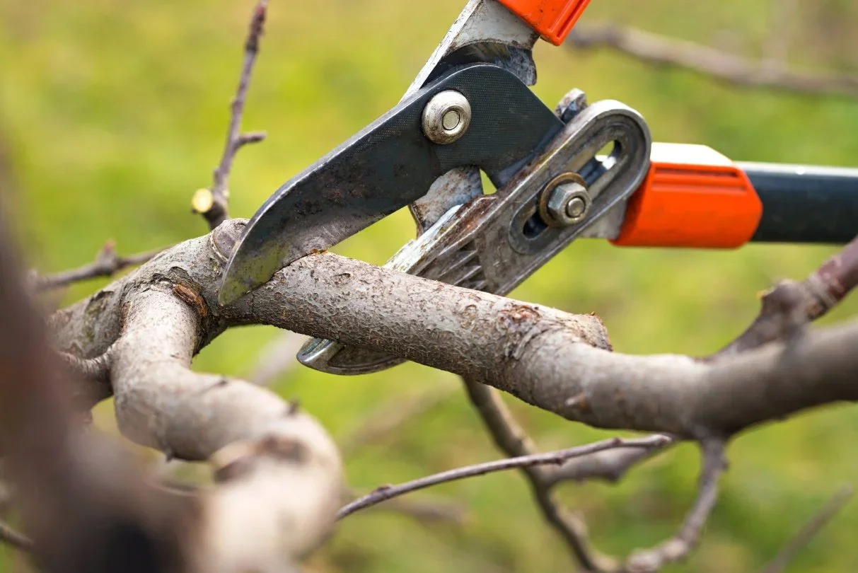 Close-up of pruning shears cutting a tree branch.