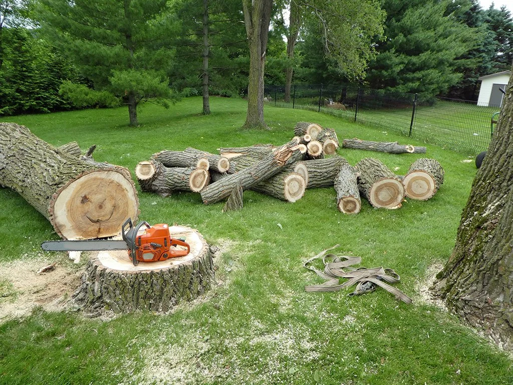 Multiple cut tree trunks and branches in a backyard on green grass with a chainsaw on a tree stump and a strip of sawdust on the ground.