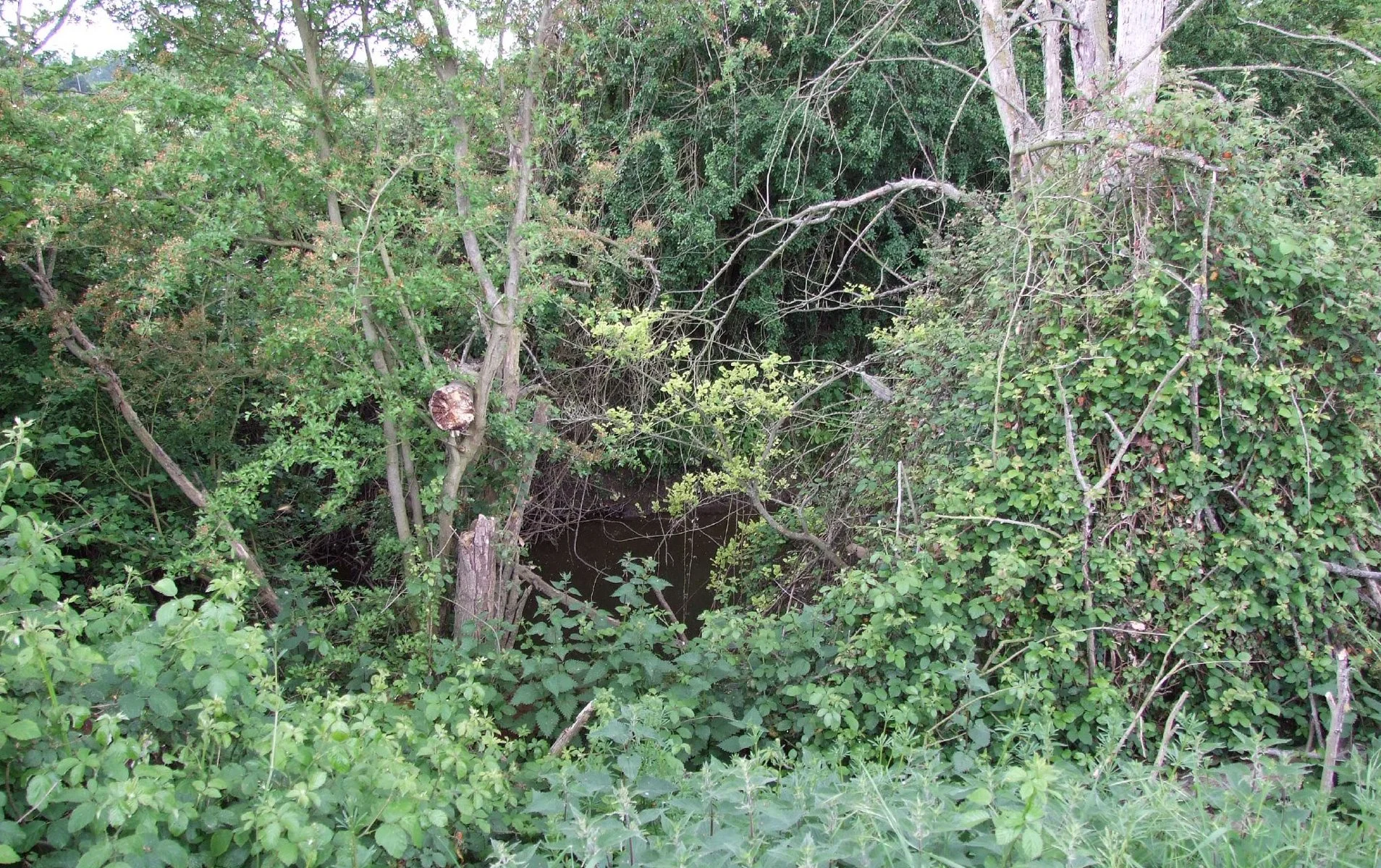 Overgrown area with various green plants, trees, bushes, and a dense thicket, with a small dark water body at the center.