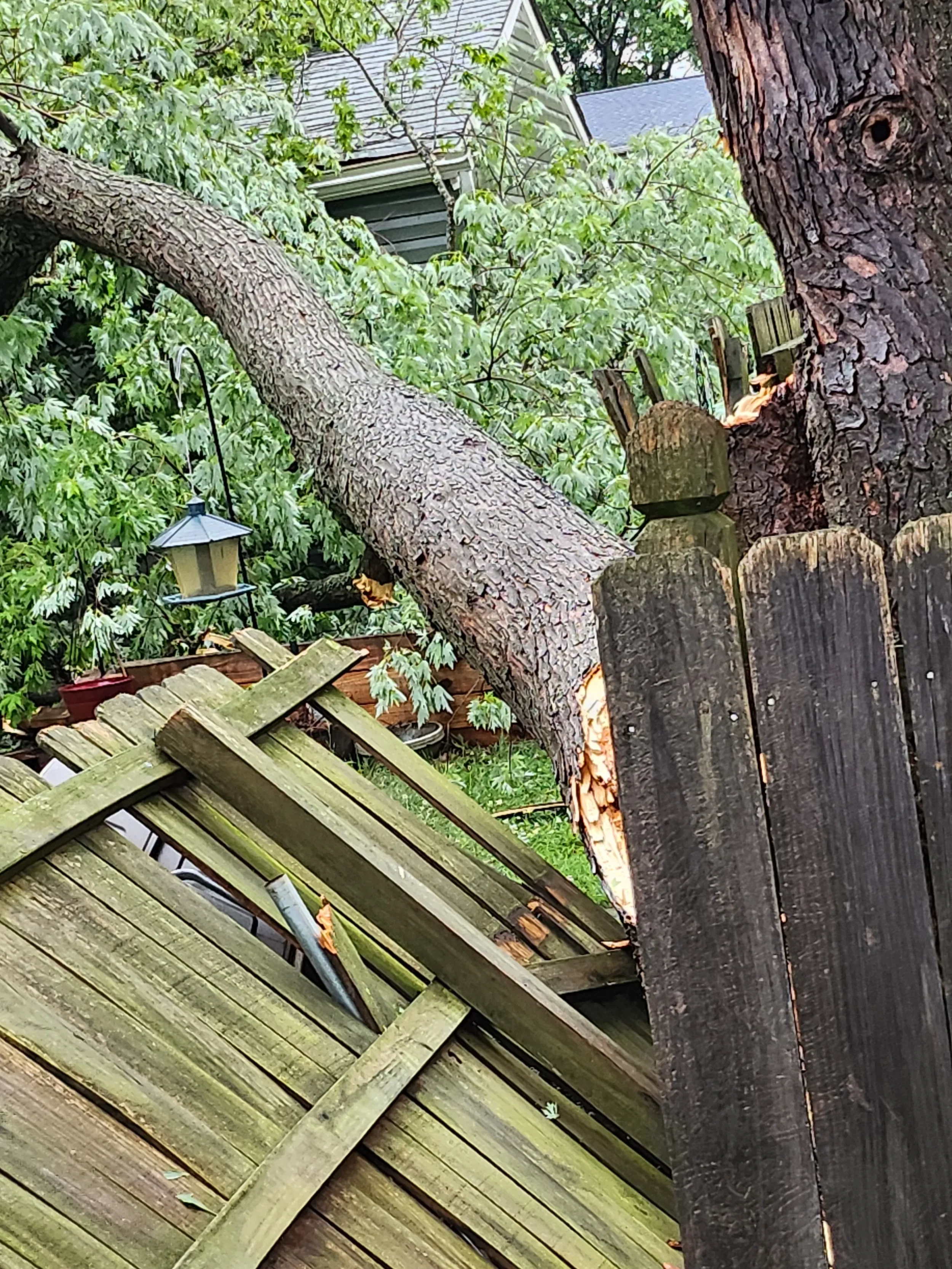 A fallen tree with a thick trunk and green leaves lies across a wooden porch and a dark wooden fence. A small outdoor lantern hangs on the fence.