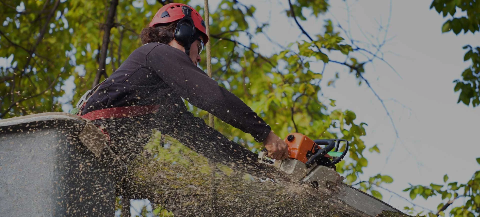 Person wearing a safety helmet and harness using a chainsaw to cut a large tree trunk outdoors.