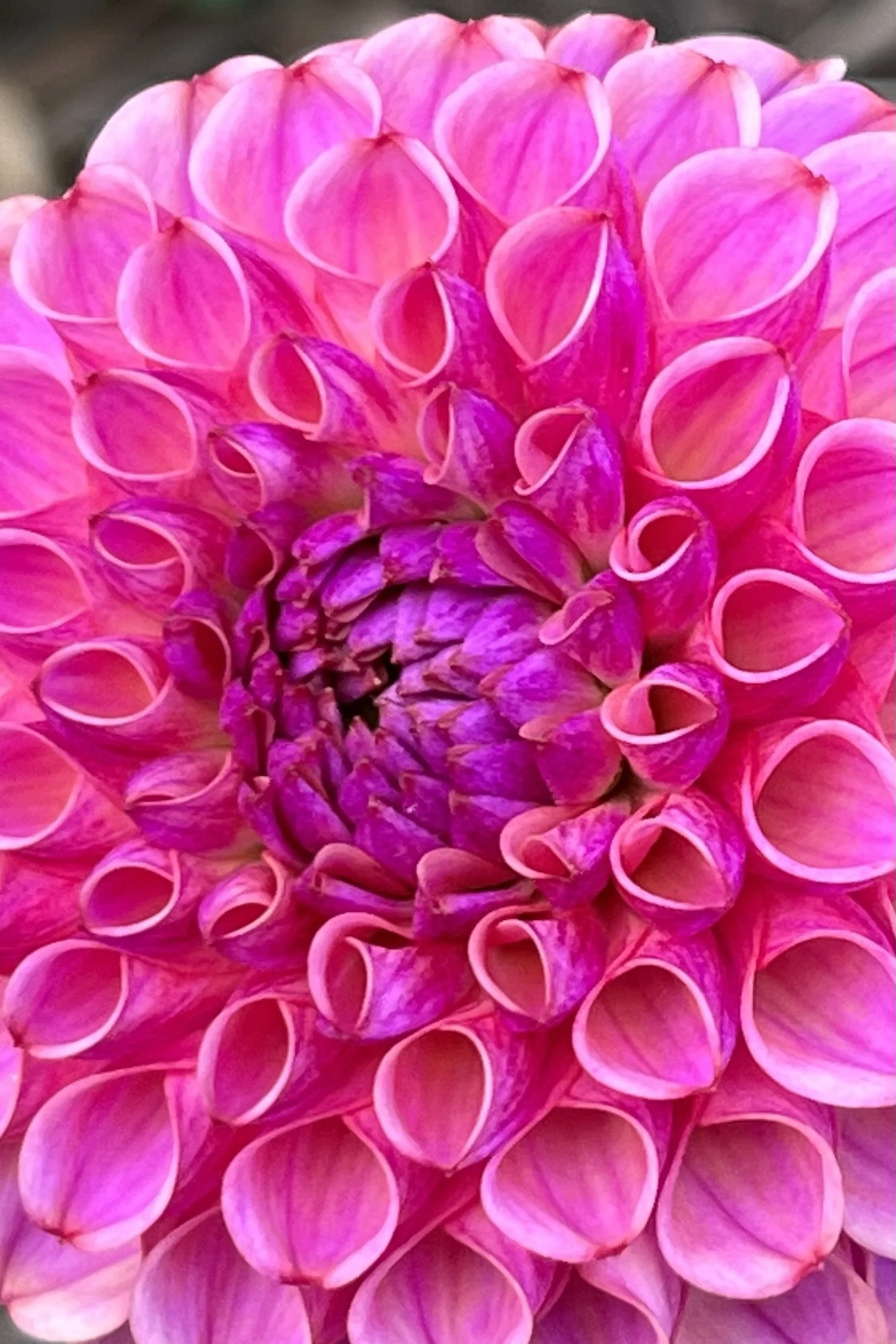 IMG_0212.jpeg
