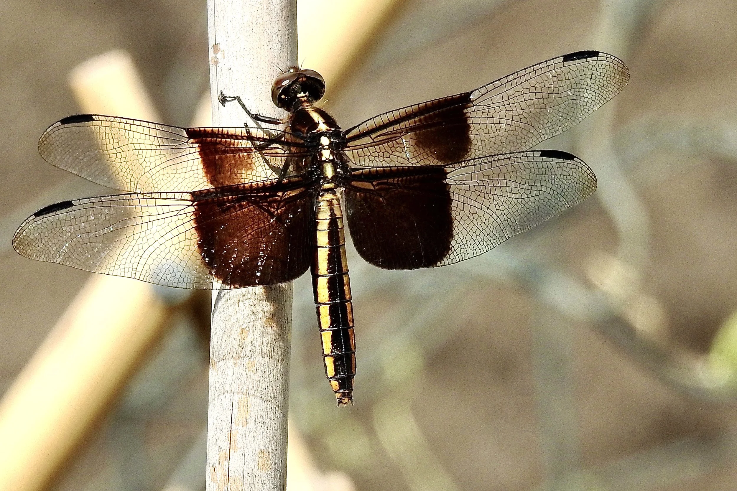 DSCN2304.jpg