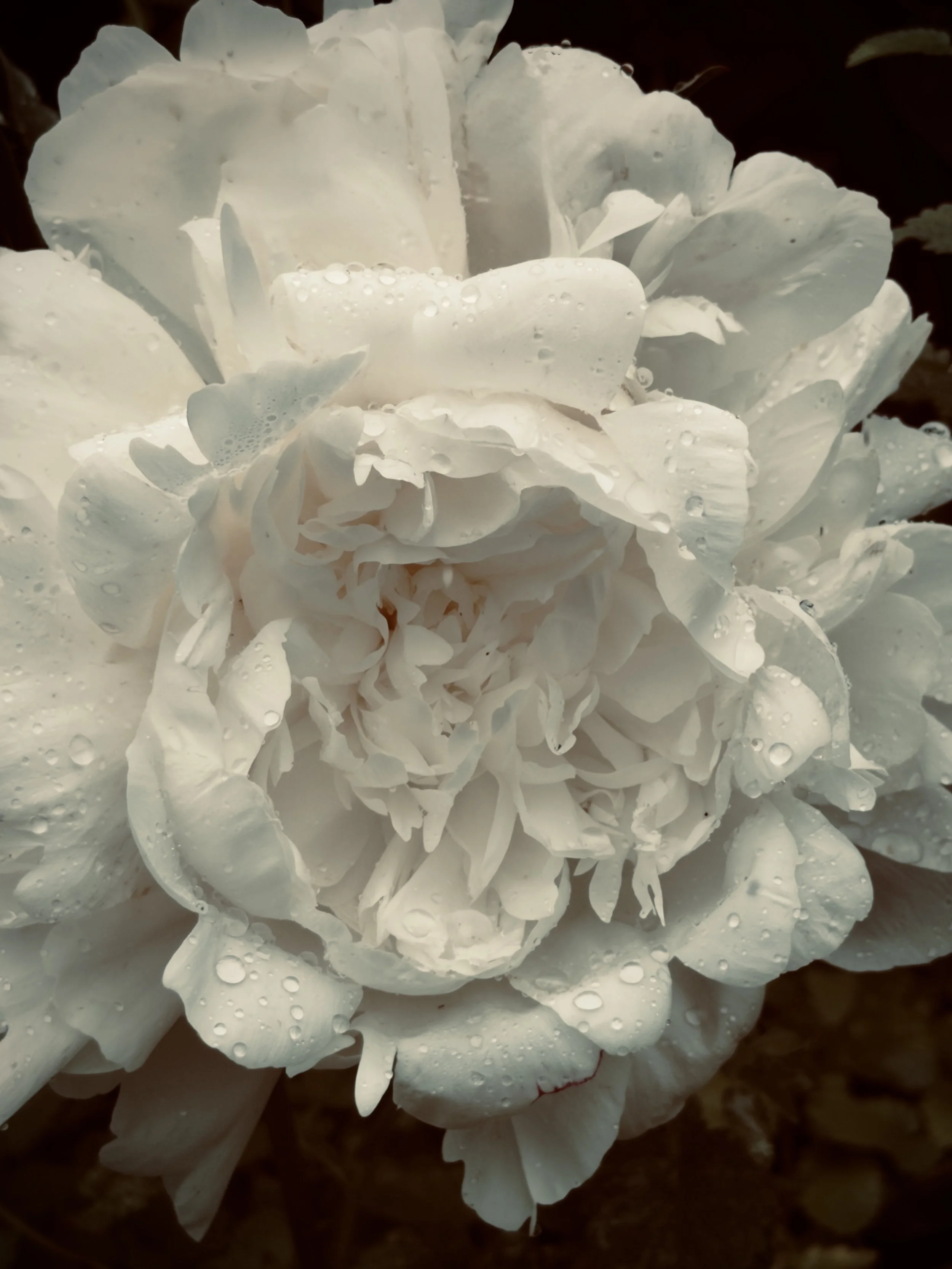 IMG_9014.jpeg