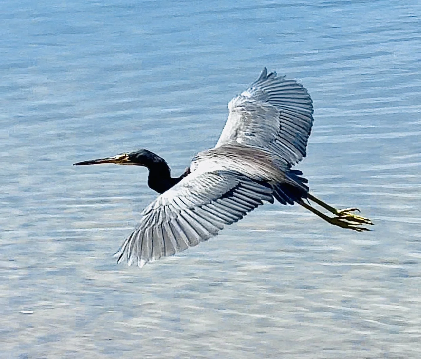 IMG_6136.jpg