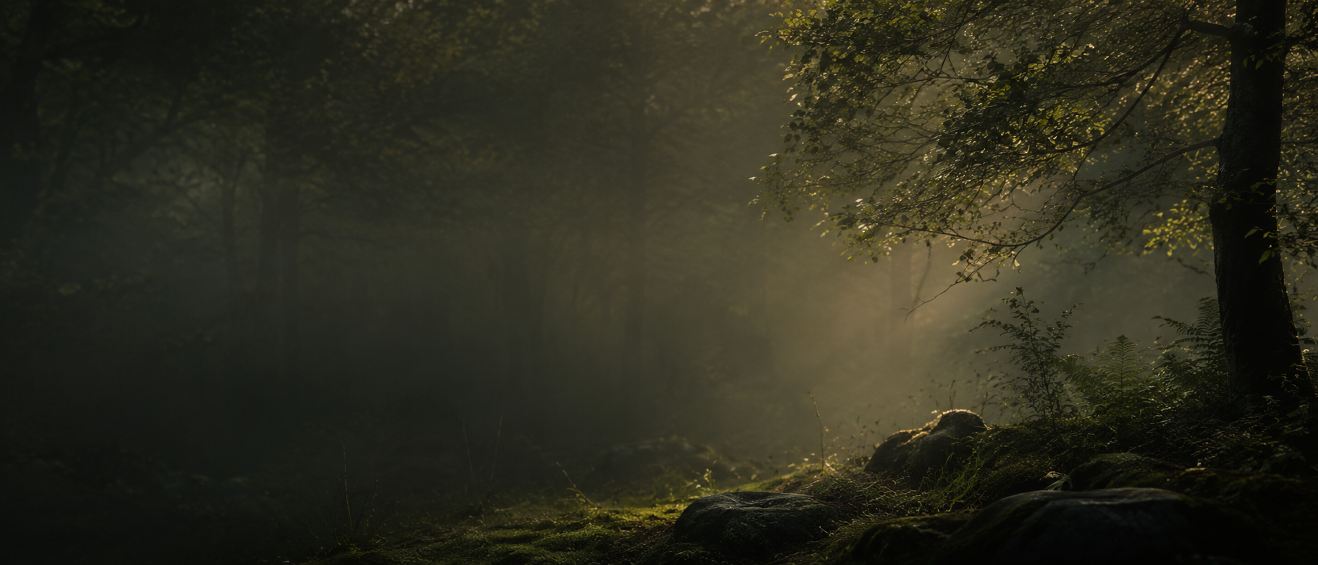 A forest scene with sunlight filtering through trees, illuminating moss-covered rocks and foliage on the forest floor.
