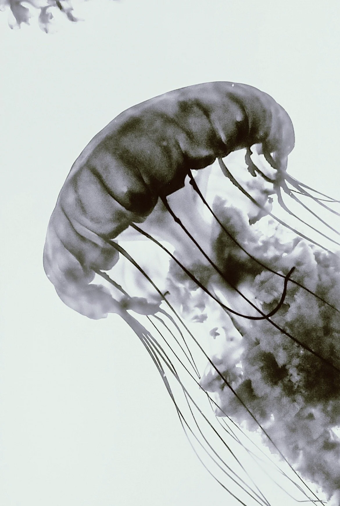 Black and white close-up of a jellyfish floating in the water with long trailing tentacles.