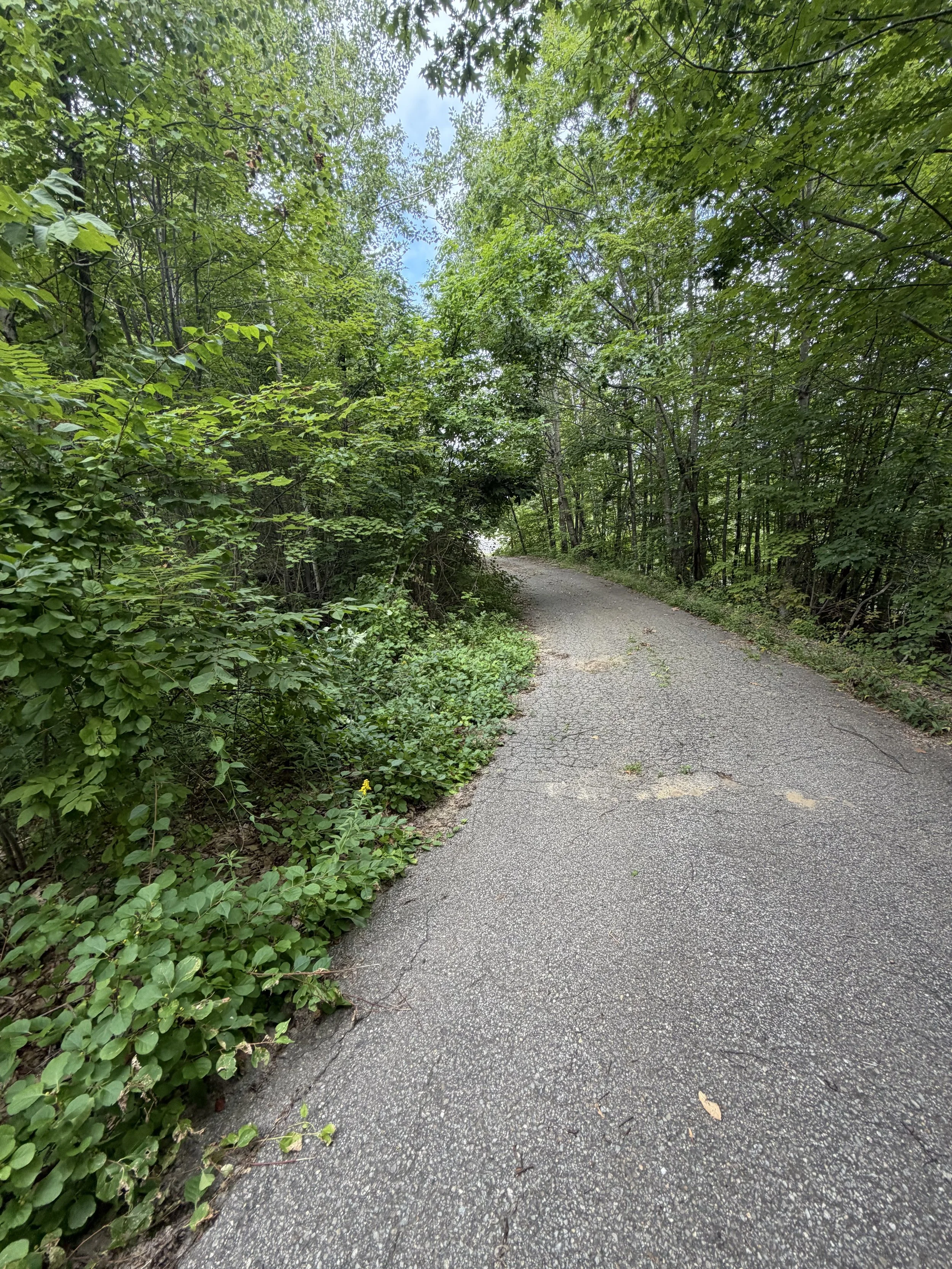 A narrow paved path winding through a dense, green forest with trees and bushes on either side, and some fallen leaves on the ground.