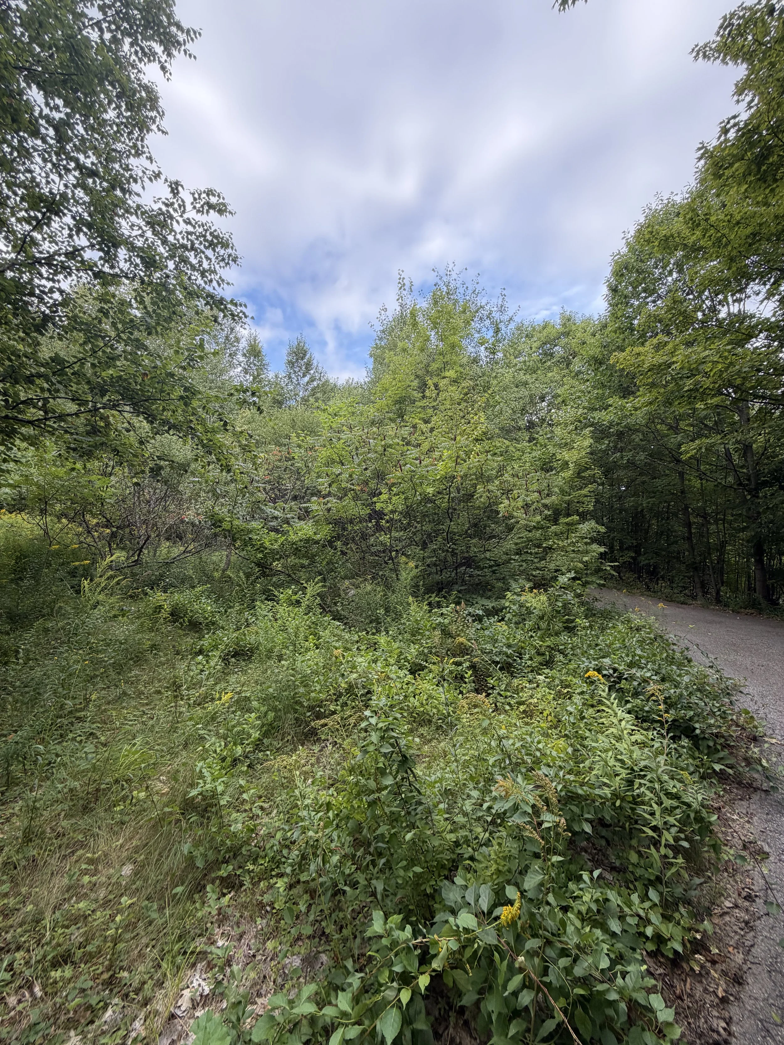 A forest scene with a dirt path, green trees on either side, and a partly cloudy sky overhead.