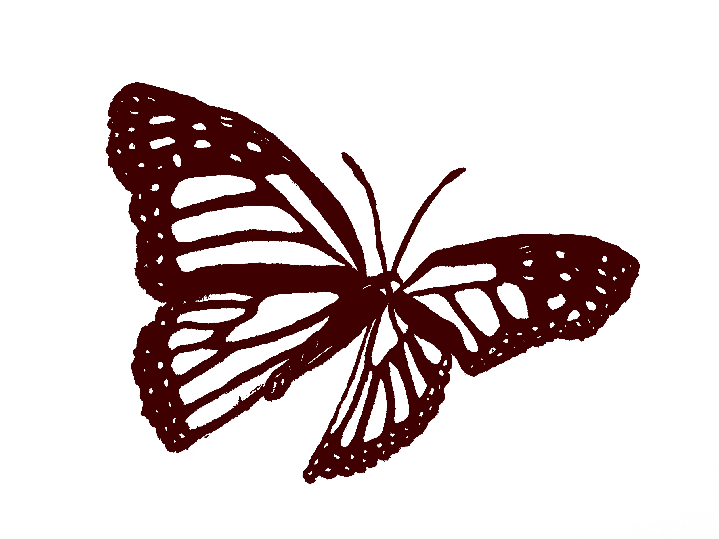 Hand-drawn butterfly illustration